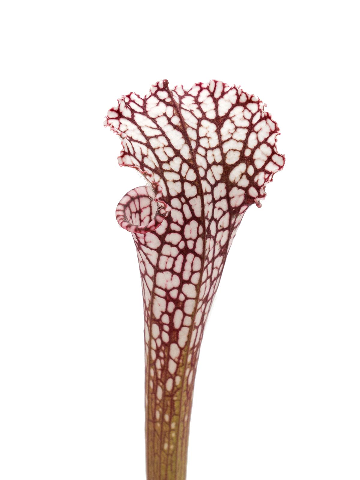 Sarracenia leucophylla - MK L43, pink tube