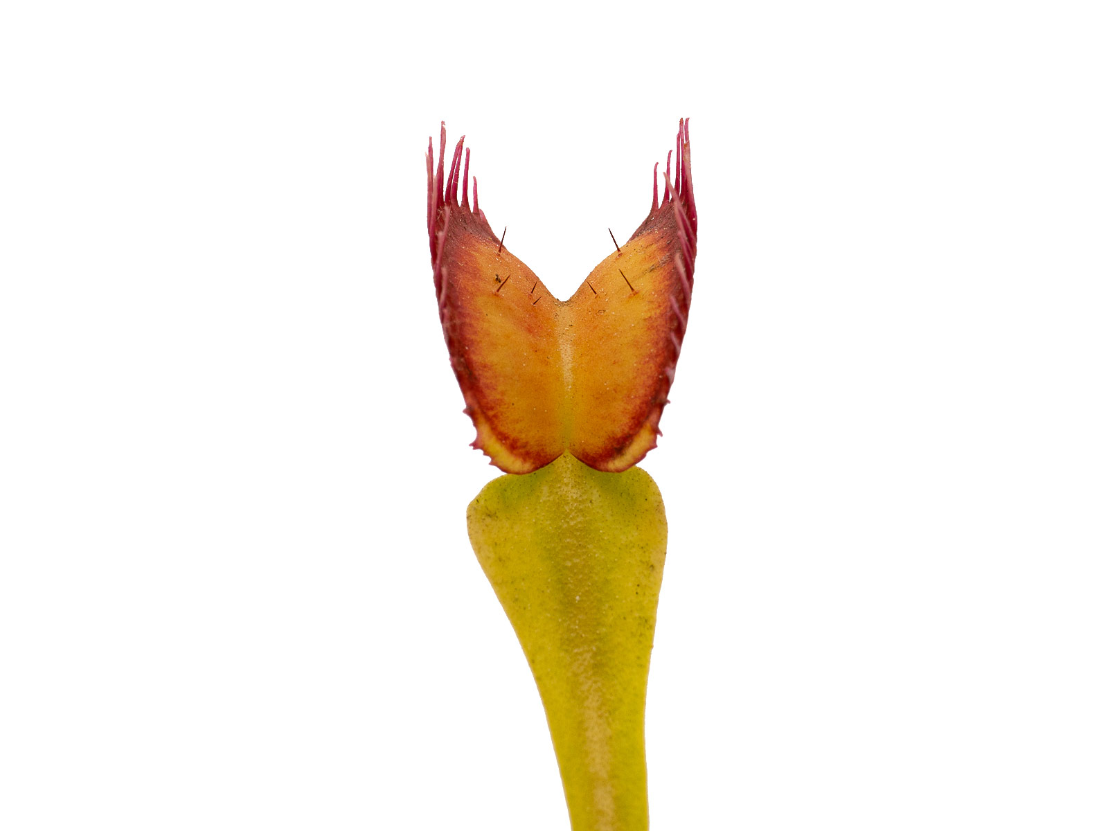 Dionaea muscipula - Biohazard