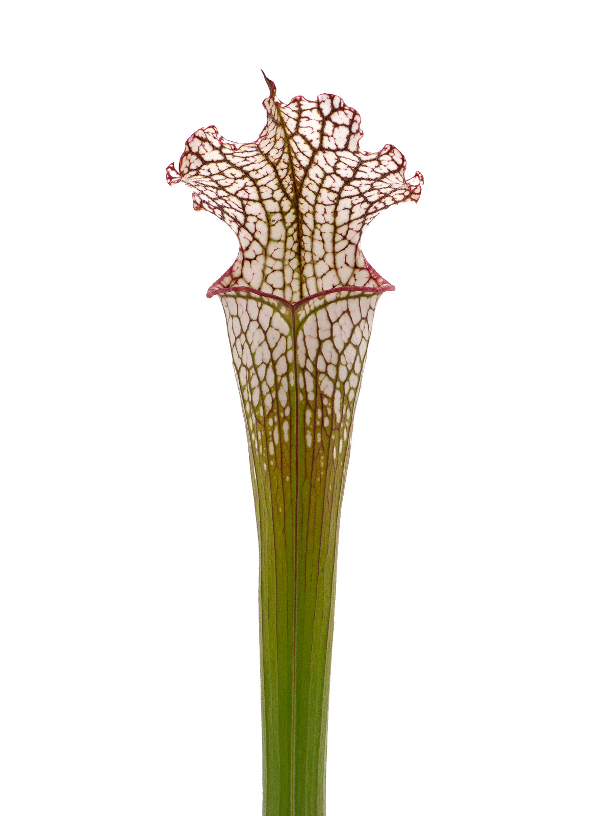S. leucophylla - pubescent form, Joachim Jung