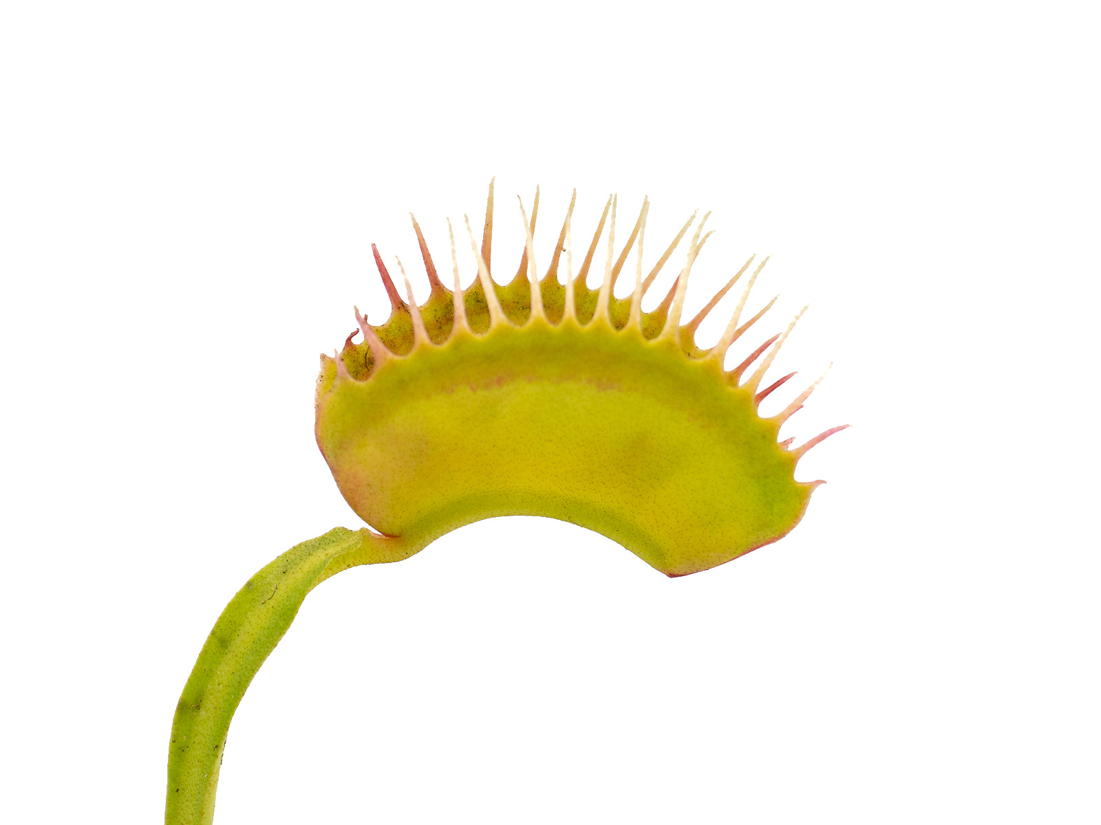 Dionaea muscipula - Burbanks Best