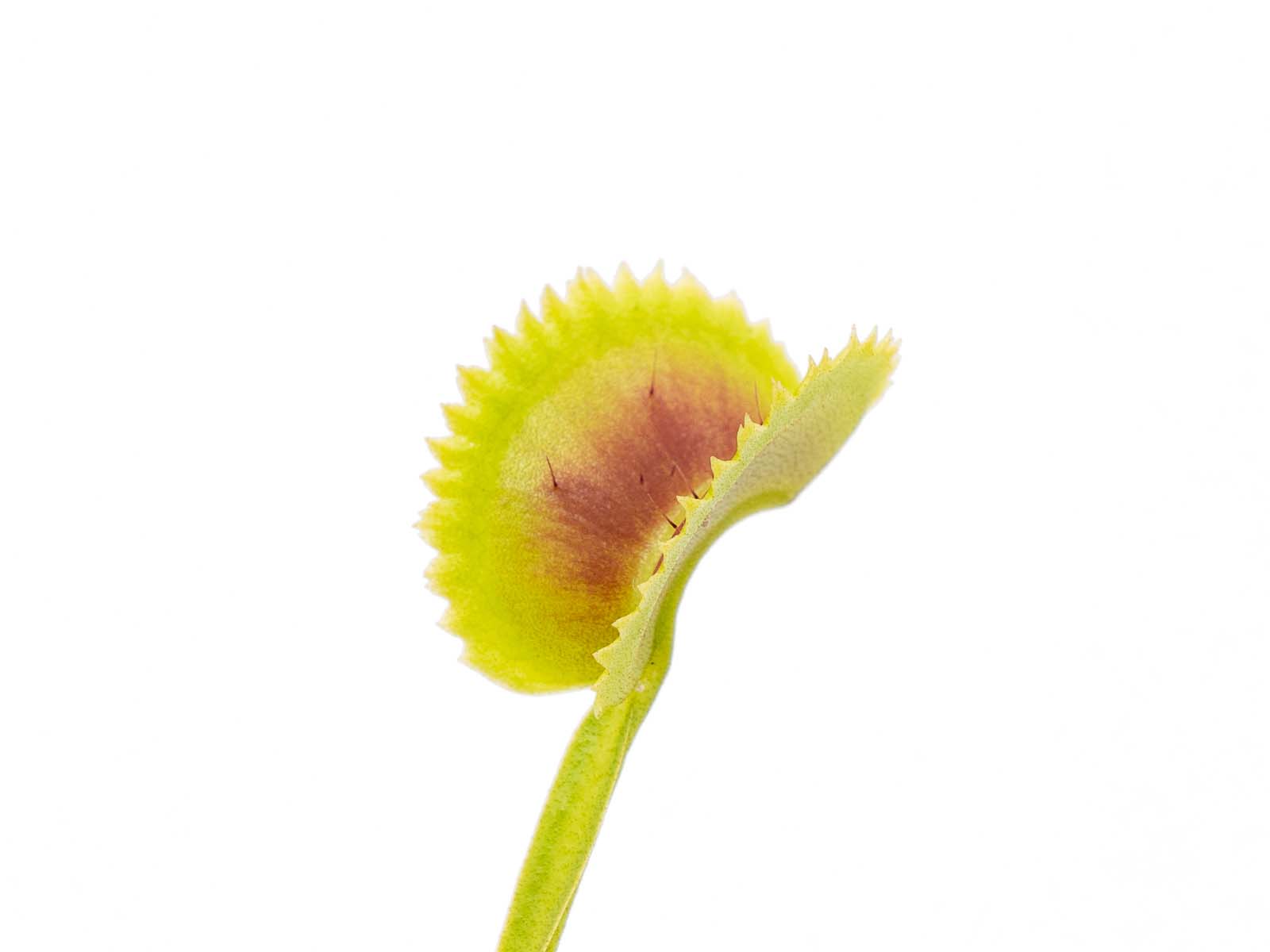 Dionaea muscipula - Sinnitus
