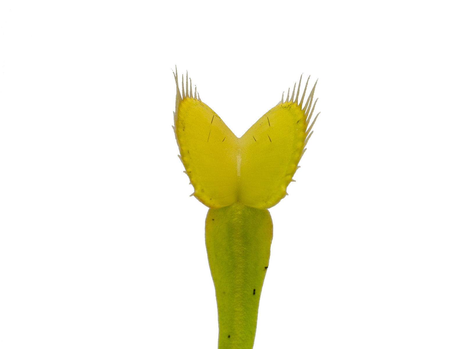 Dionaea muscipula - All Green