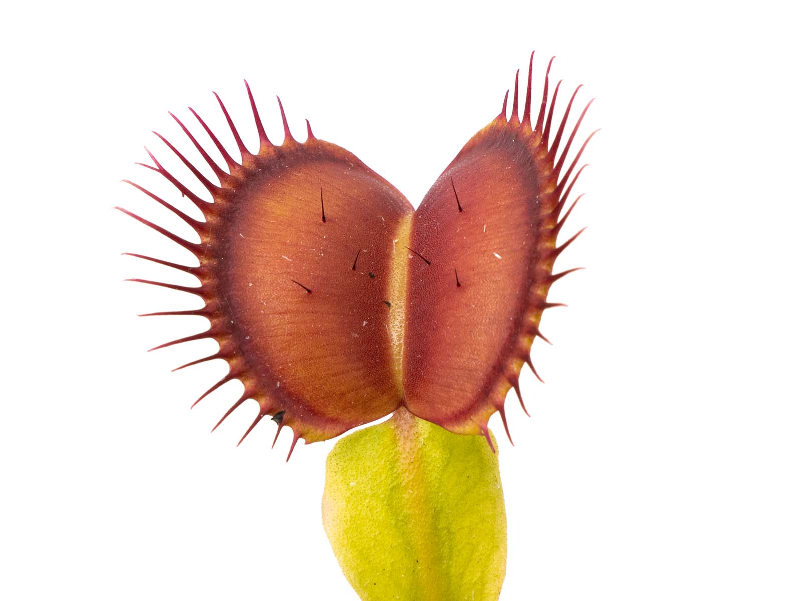 Dionaea muscipula - G10