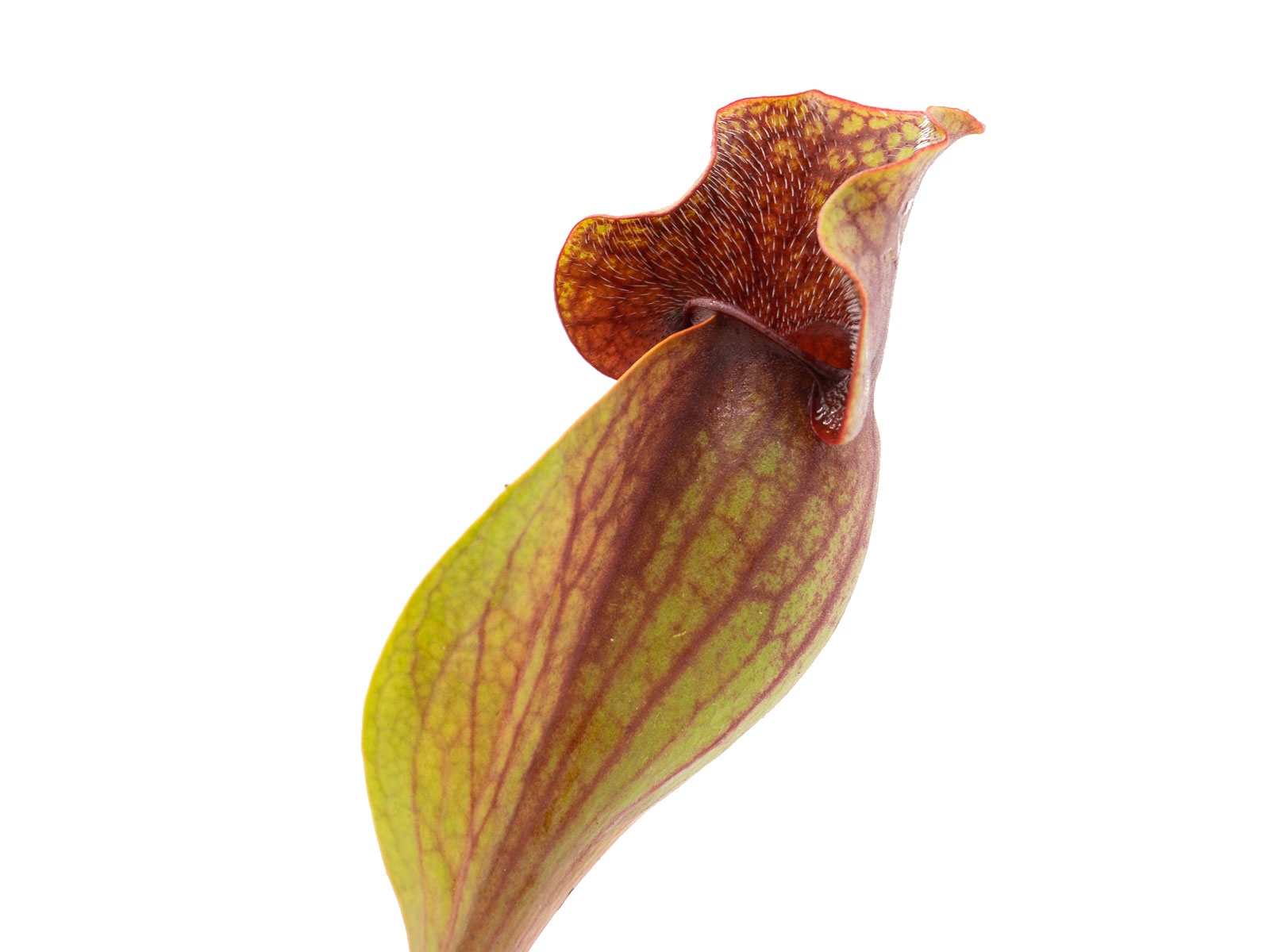 Sarracenia purpurea ssp. venosa - red form, Joachim Jung
