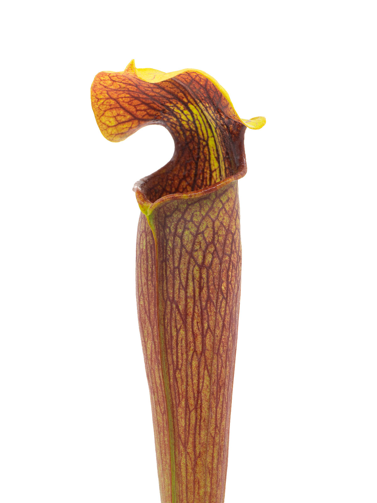 S. alata var. rubrioperculata - MK A46, tall pitchers, Stone County, Mississippi