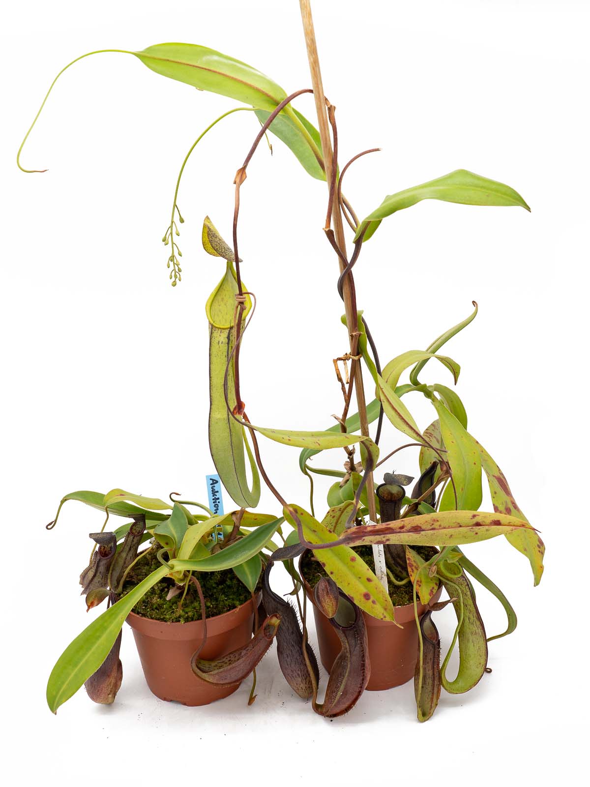 Auktion 054 - Nepenthes spathulata x adnata