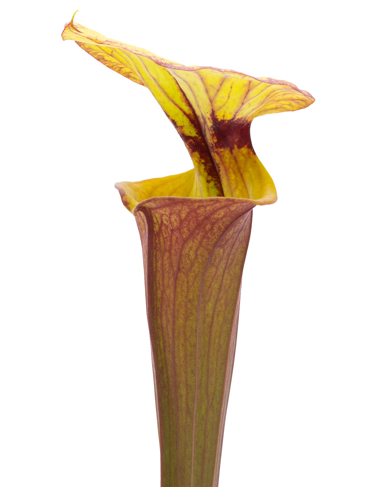 Sarracenia flava var. rubricorpora - MK F105, large pitchers, Apalachicola National Forest, Florida