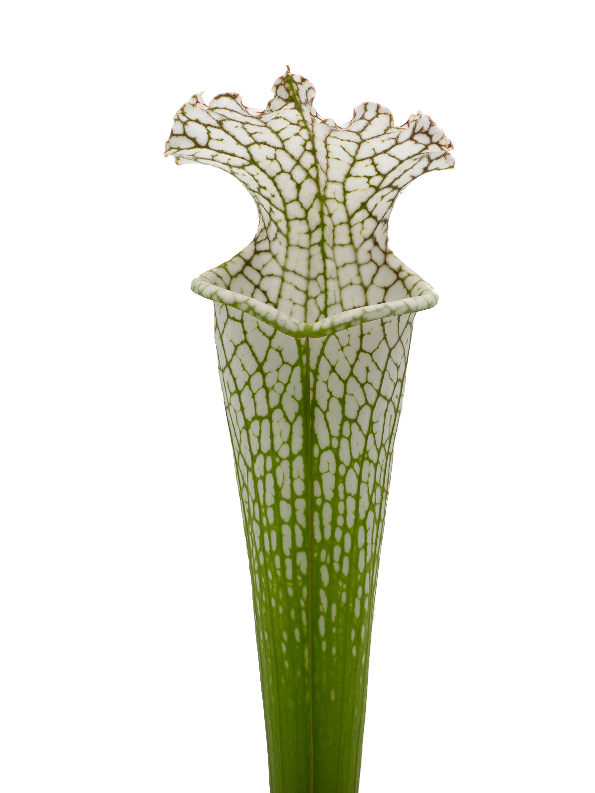 Sarracenia leucophylla - KP10-2007, Mirek Srba