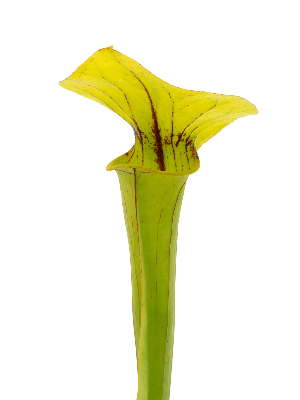 Sarracenia x Bigun, open pollinated, IS Clone 15