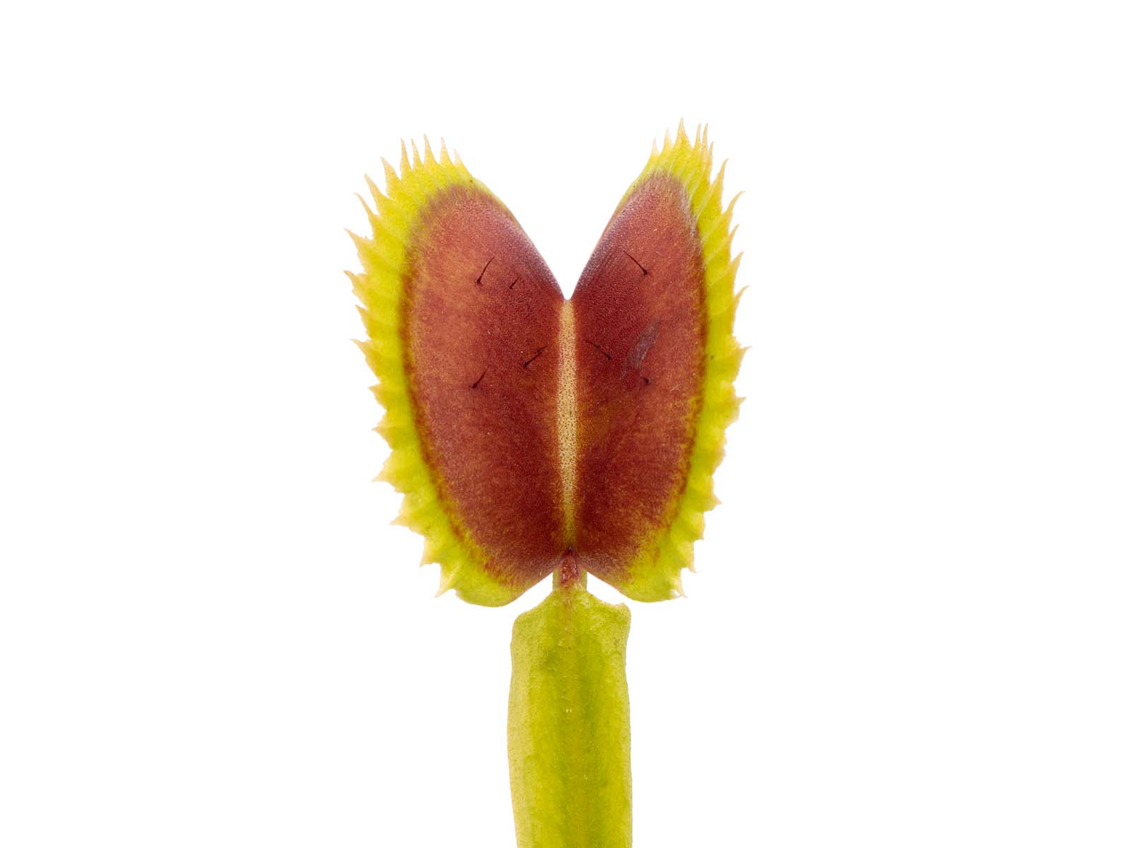 Dionaea muscipula - South West Giant x Shark Tooth
