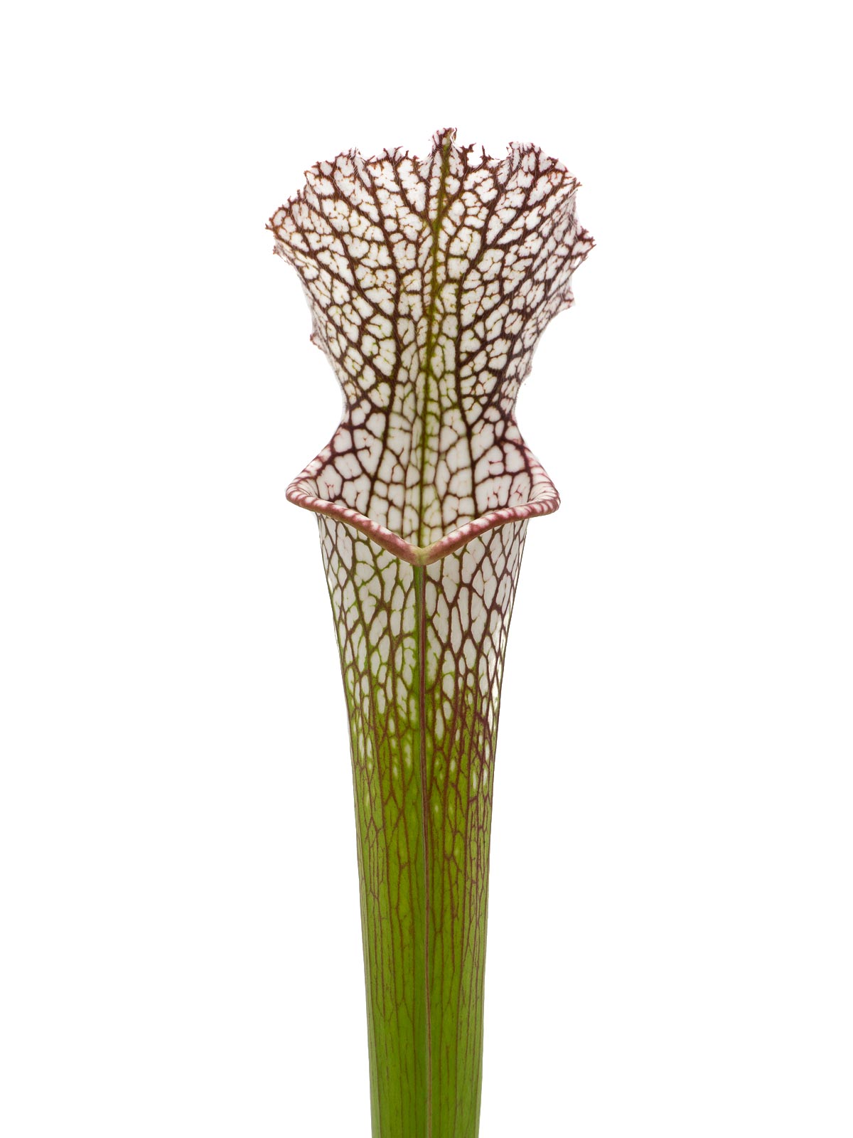 S. leucophylla - KP14, Mirek Srba