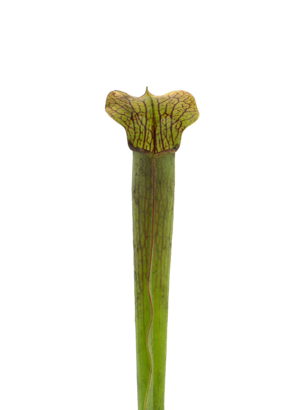 Sarracenia rubra ssp. rubra - MK RR11B, Taylor County, Georgia