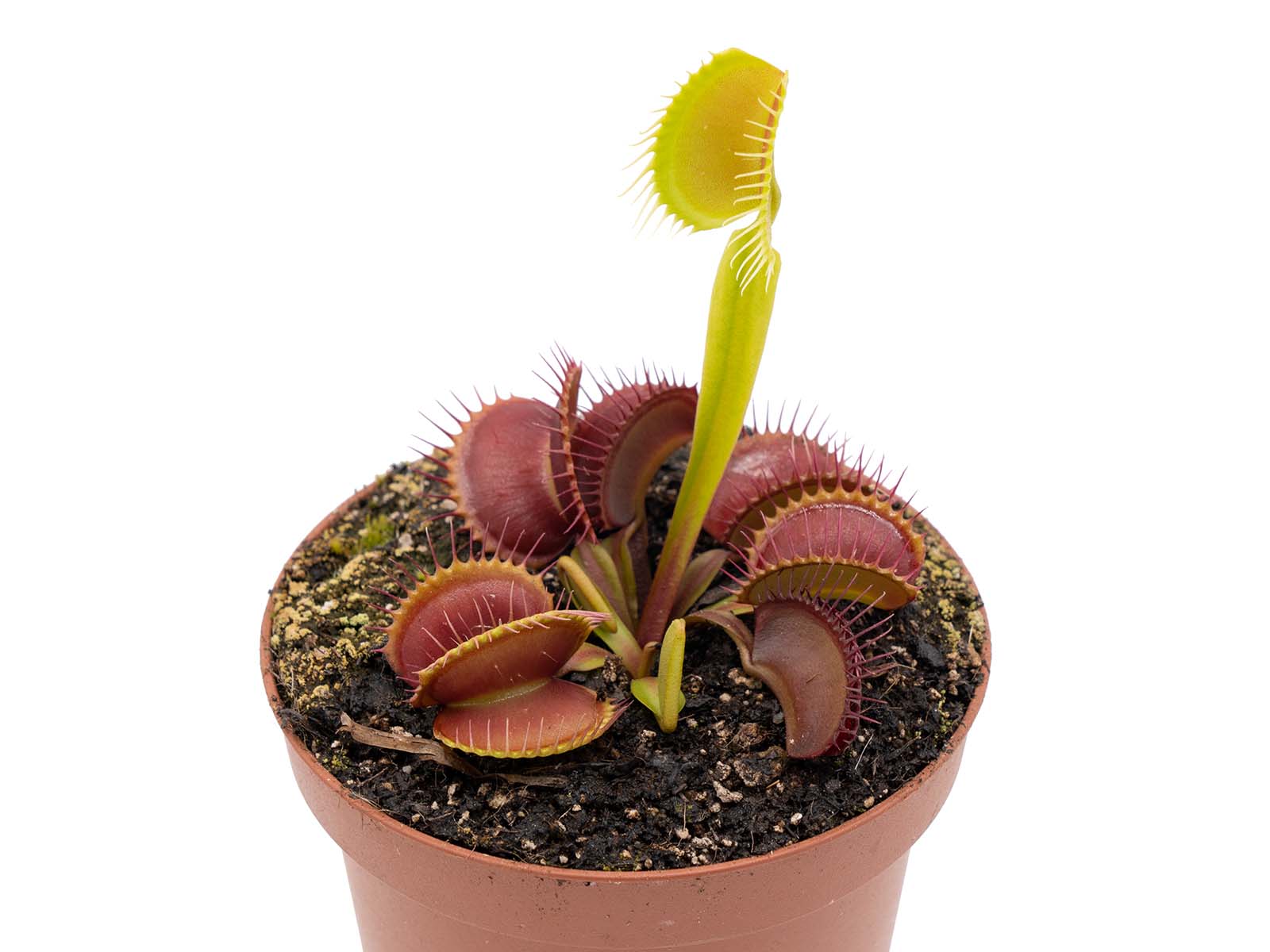 Dionaea muscipula - Rouge Sombre