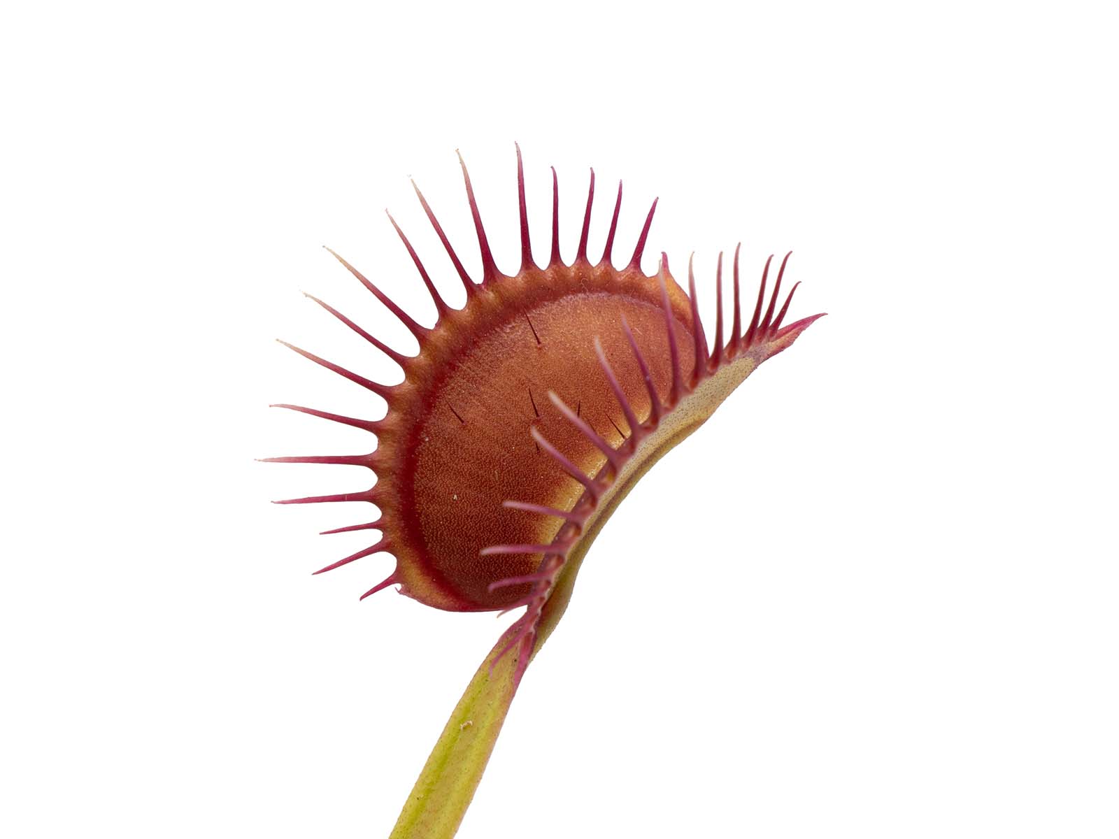 Dionaea muscipula - Red Line