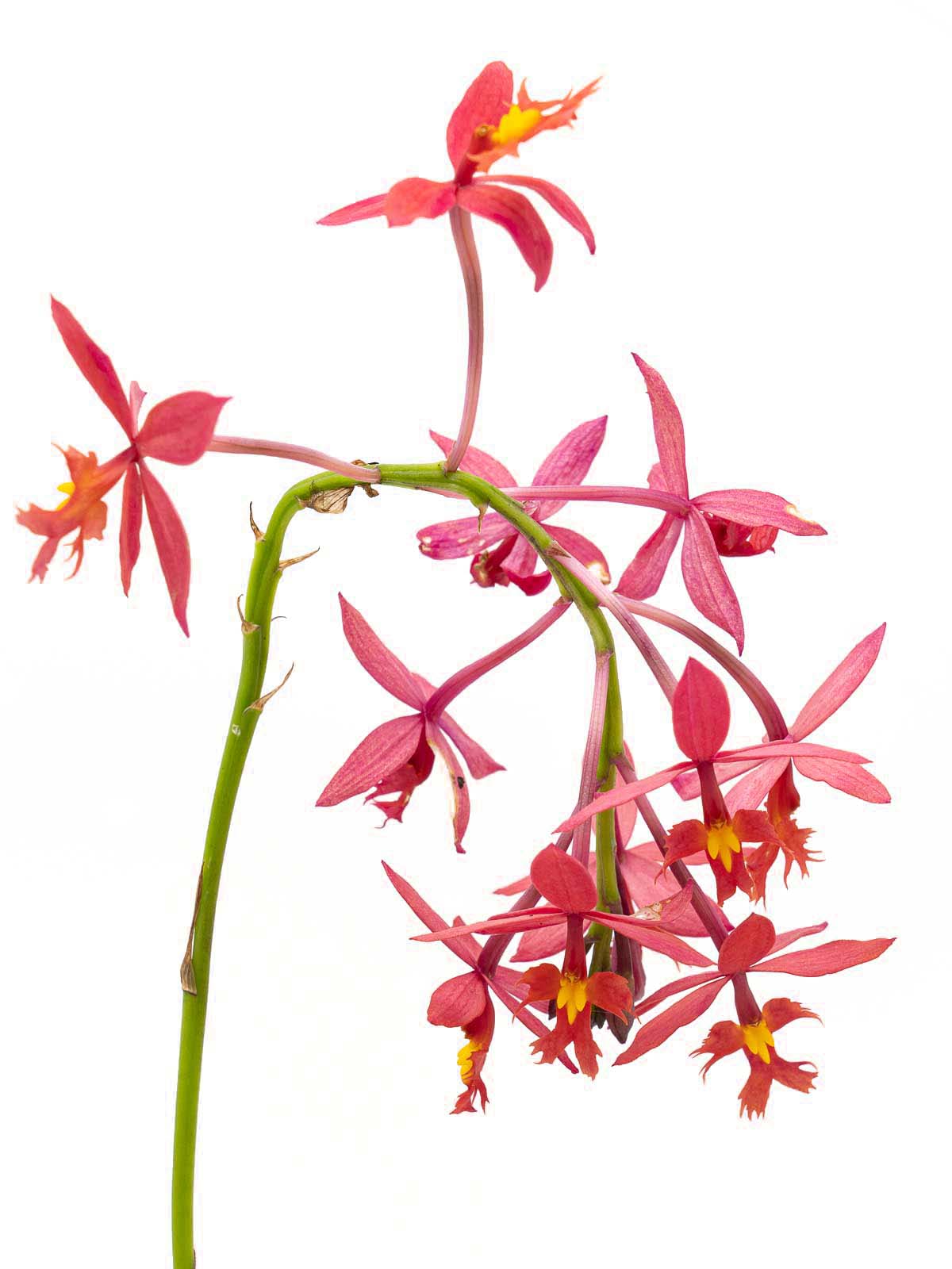 Epidendrum atropurpureum - Wilhelma