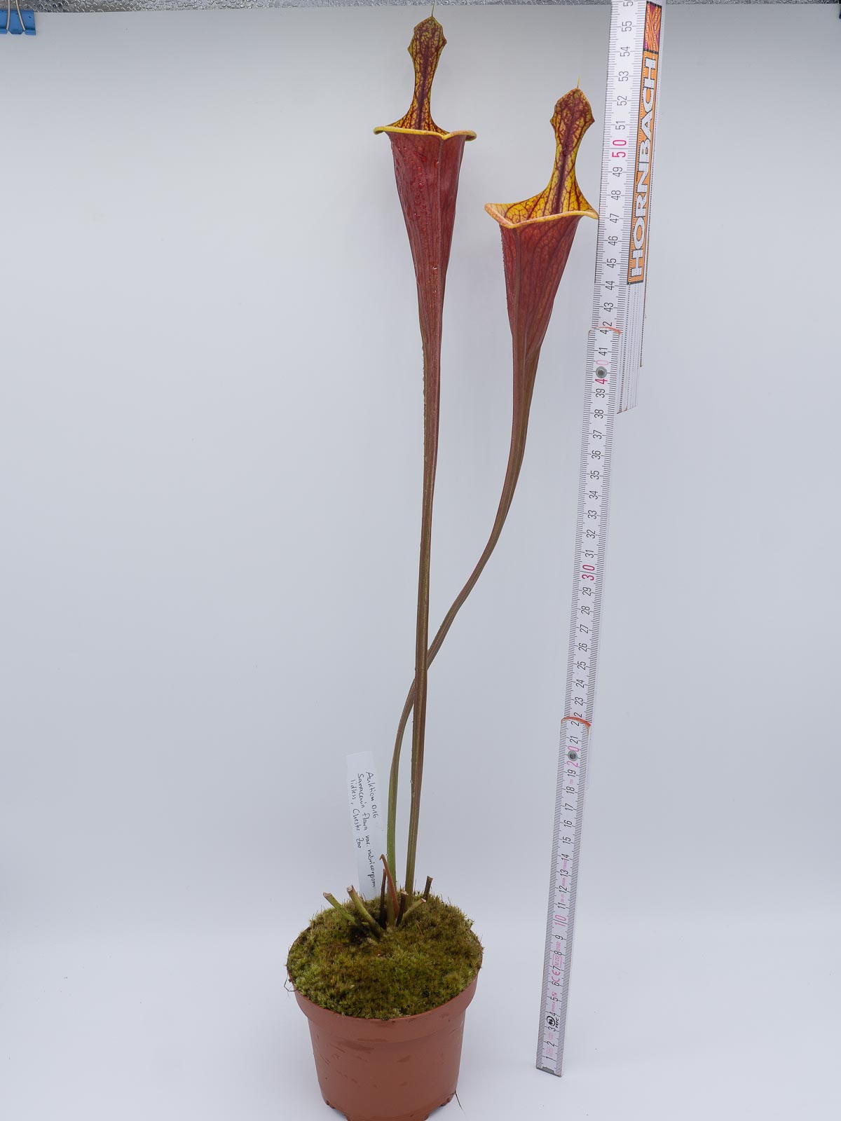 Auktion 017 - Sarracenia flava var rubricorpora lidless Chester Zoo
