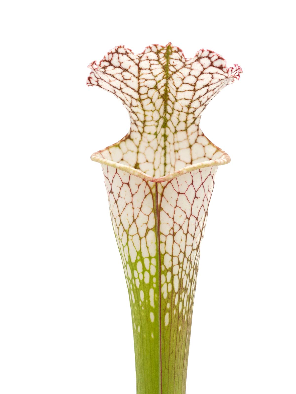 Sarracenia leucophylla - MK L51A, Hosford, Liberty County, Florida
