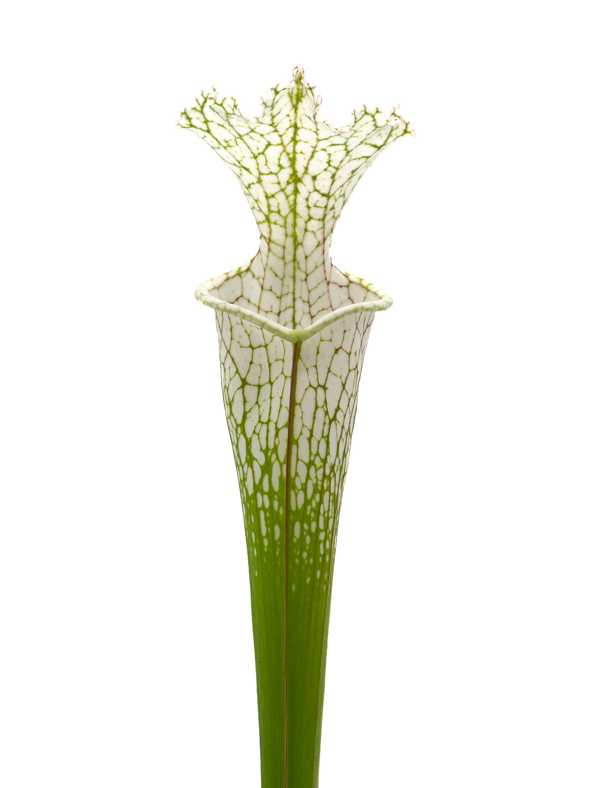 Sarracenia leucophylla - MK L143A, tall form, white top, MS L32A