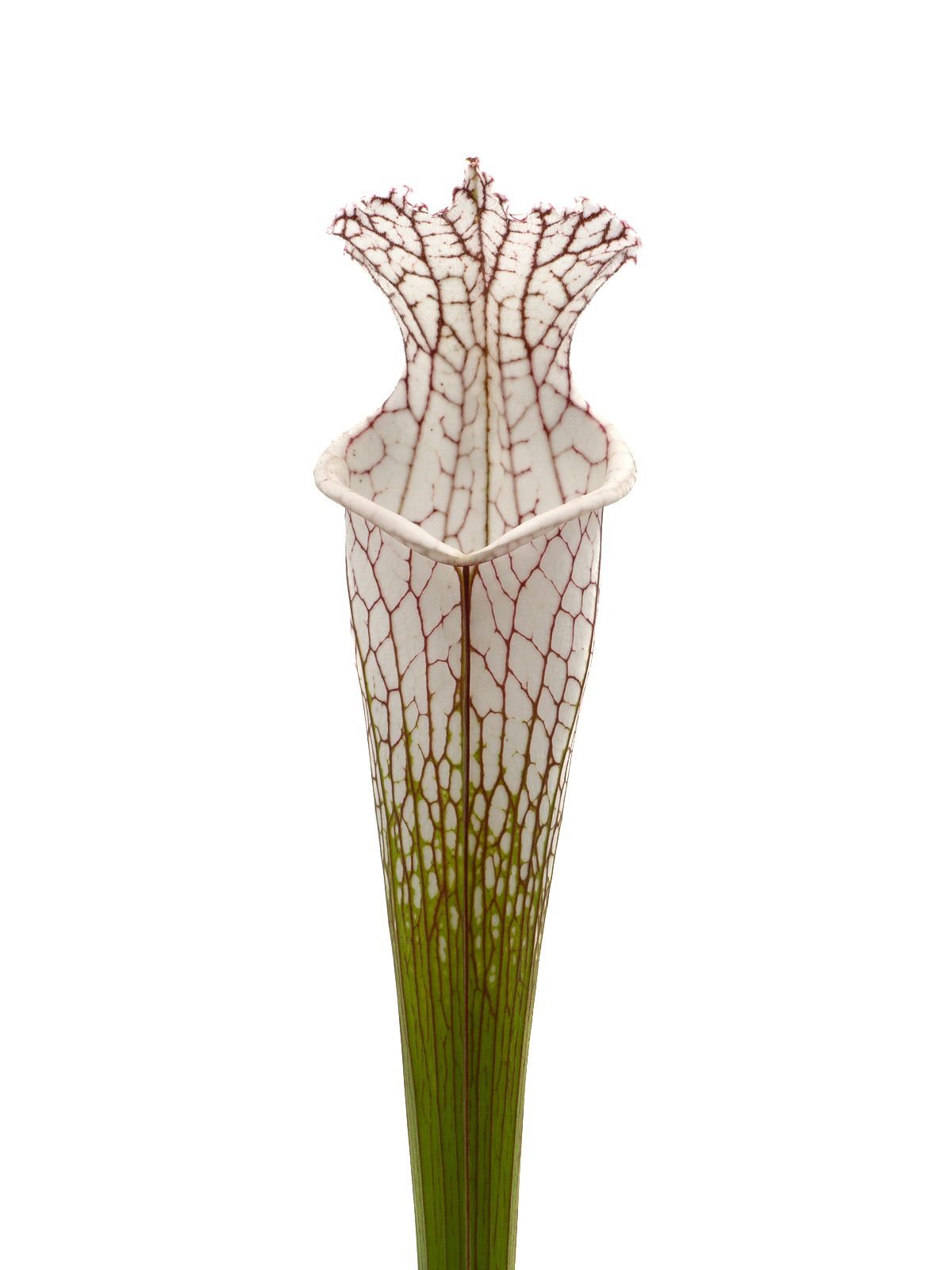Sarracenia leucophylla - MK L133C, Splinter Hill, Perdido, Baldwin County, Alabama
