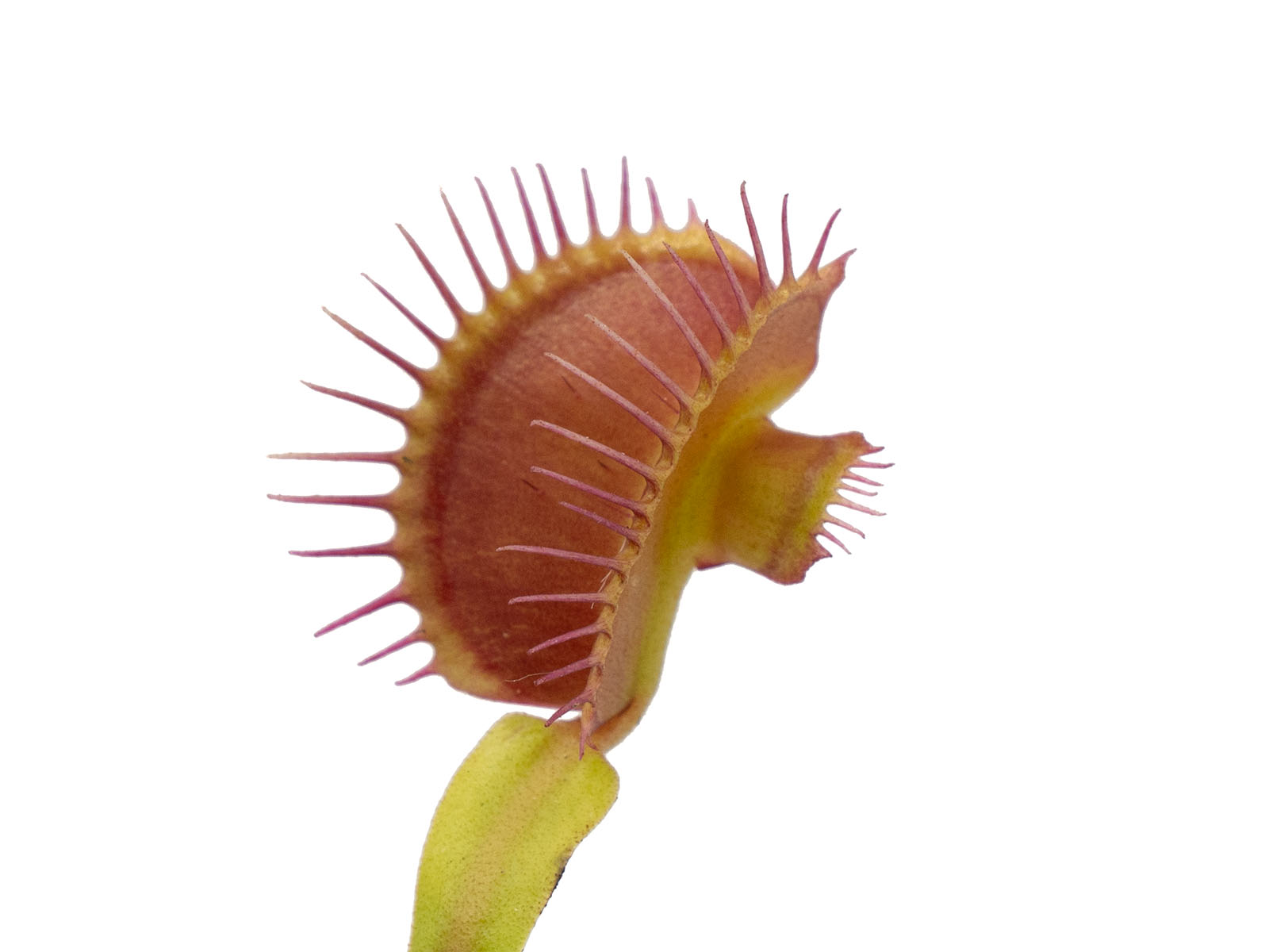 Dionaea muscipula - Mirror