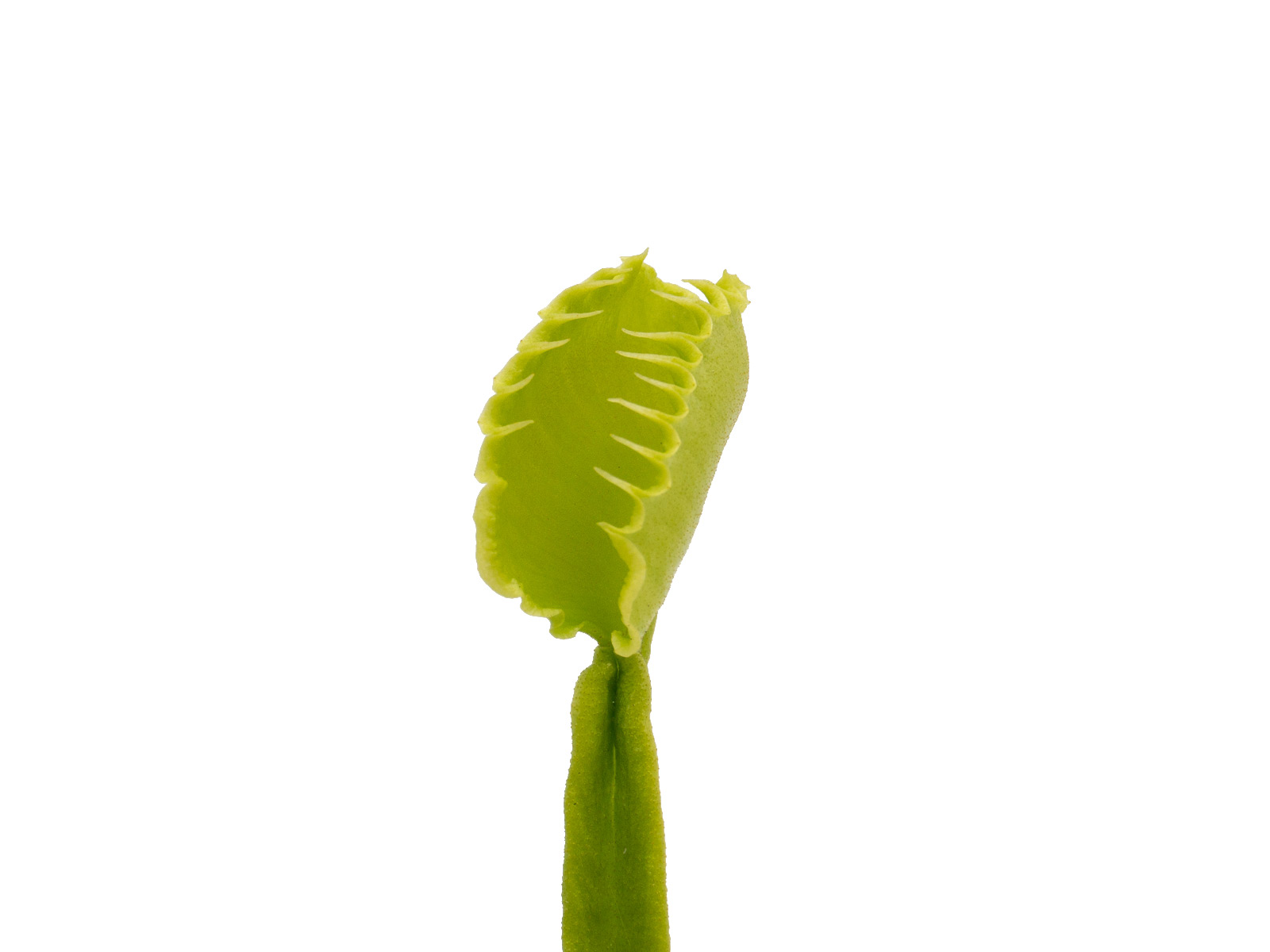 Dionaea muscipula - GJ Basmati