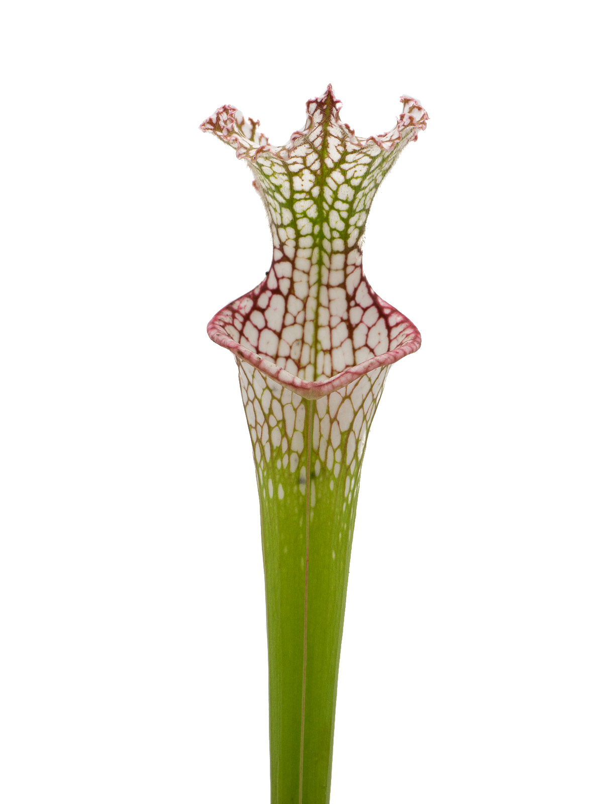 Sarracenia leucophylla - Fabia Krasna, Mirek Srba