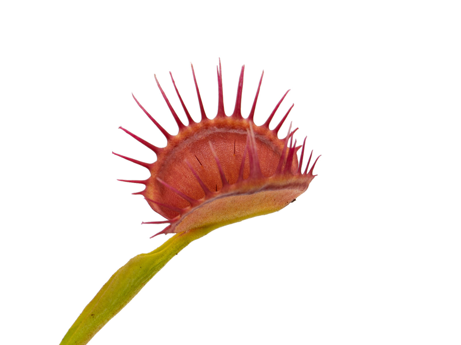 Dionaea muscipula - Degeneration