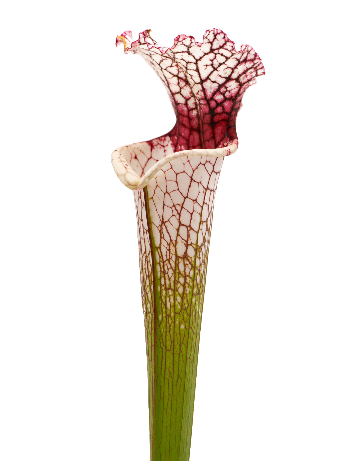 S. leucophylla - MK L111, red stripe throat, Cedric Azais