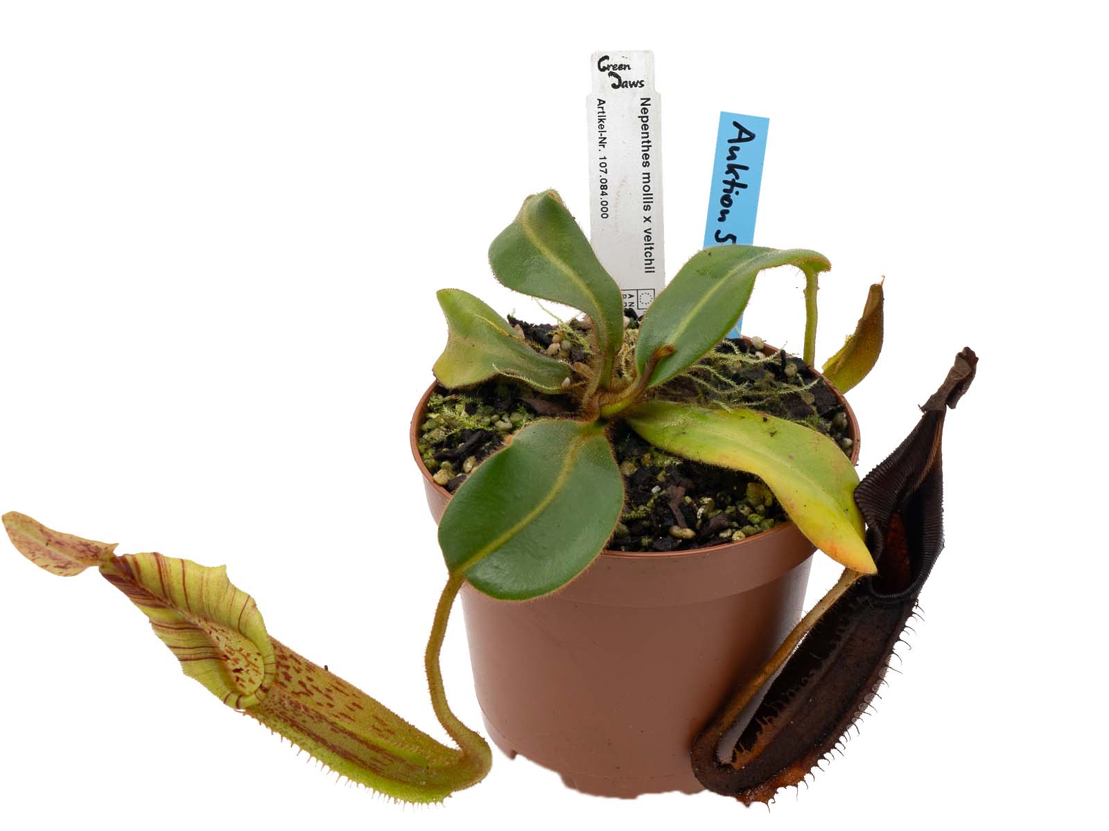 Auktion 057 - Nepenthes mollis x veitchii