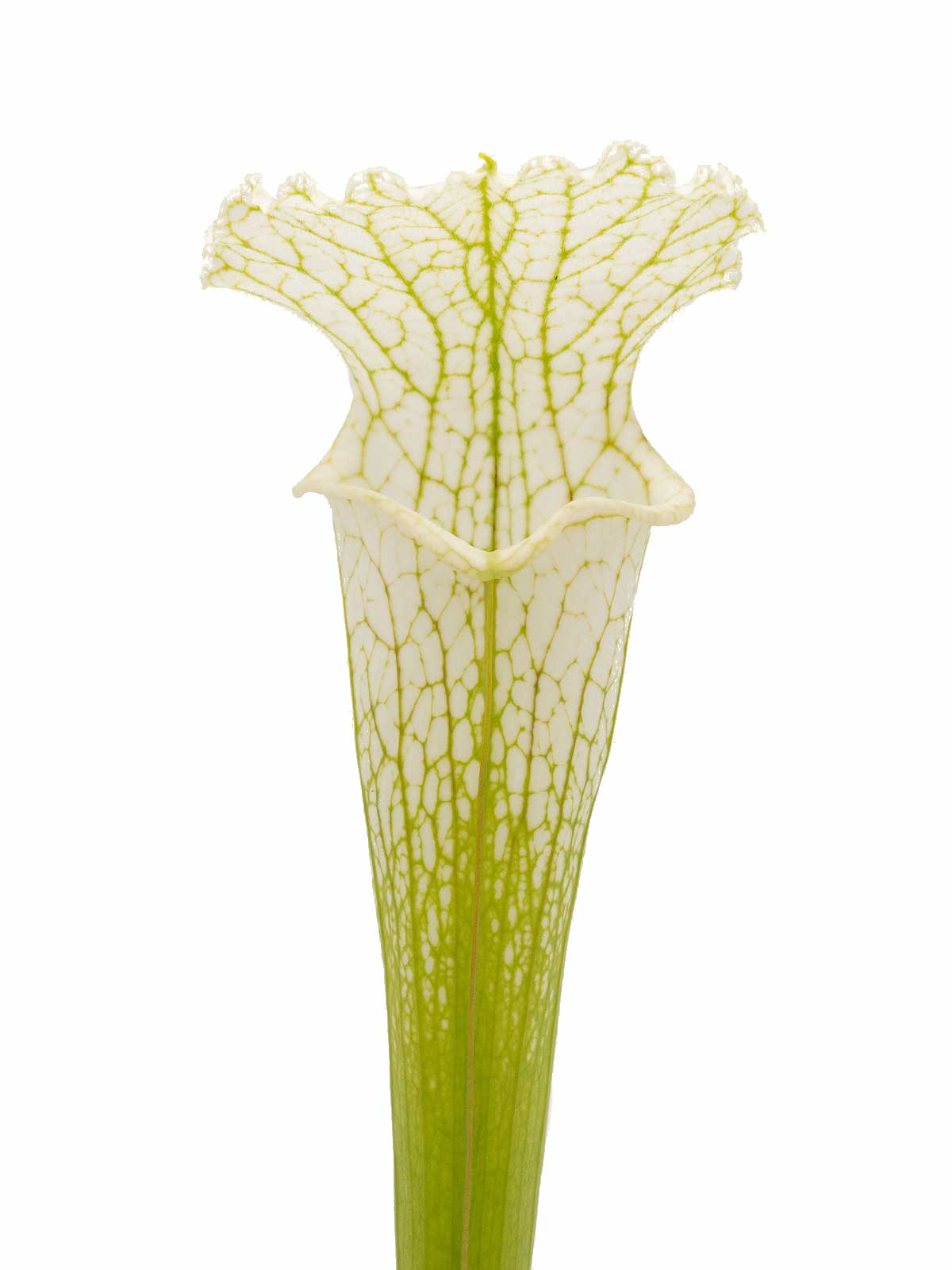 Sarracenia leucophylla - MK L04, `Schnells Ghost´, yellow flowered form