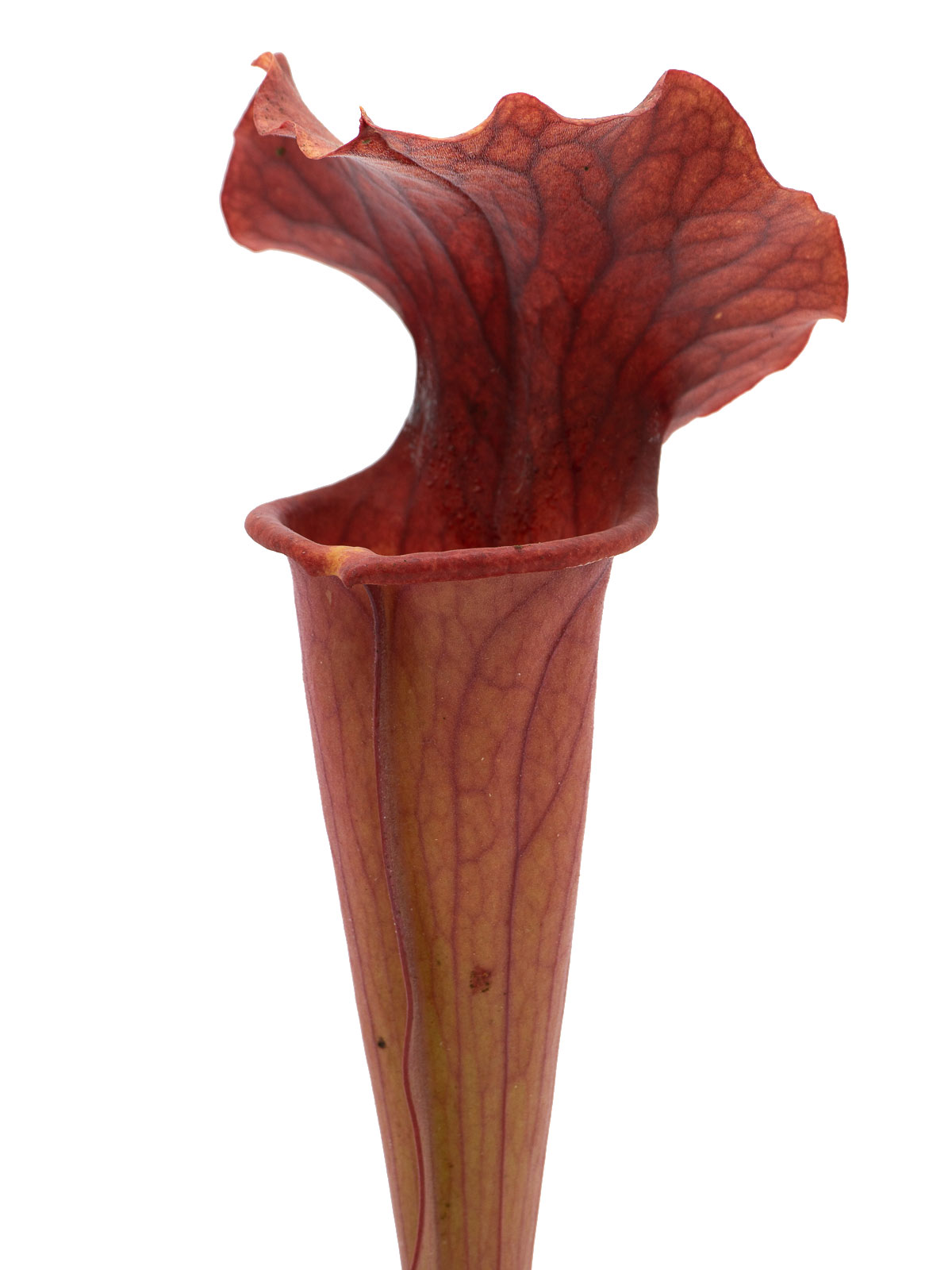 S x `Copper Vase’ - MK H116