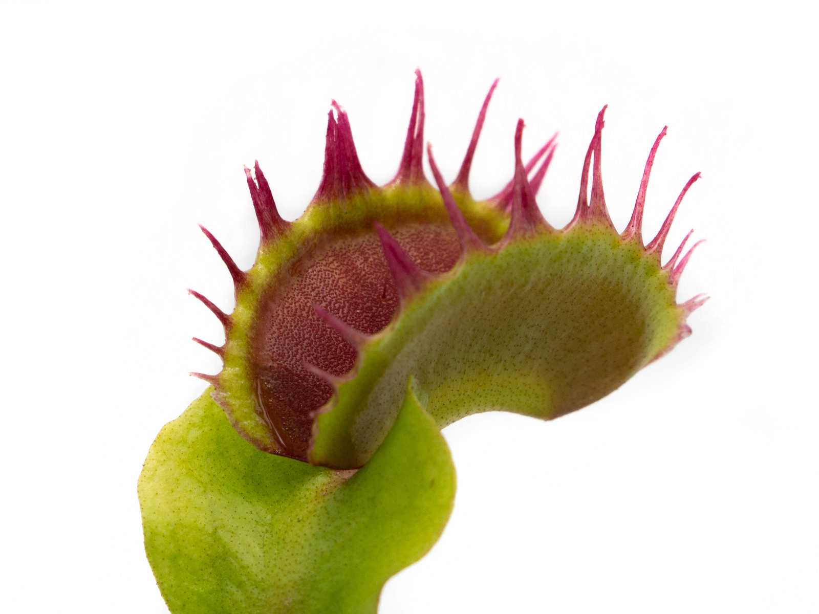 Dionaea muscipula - Fused Tooth