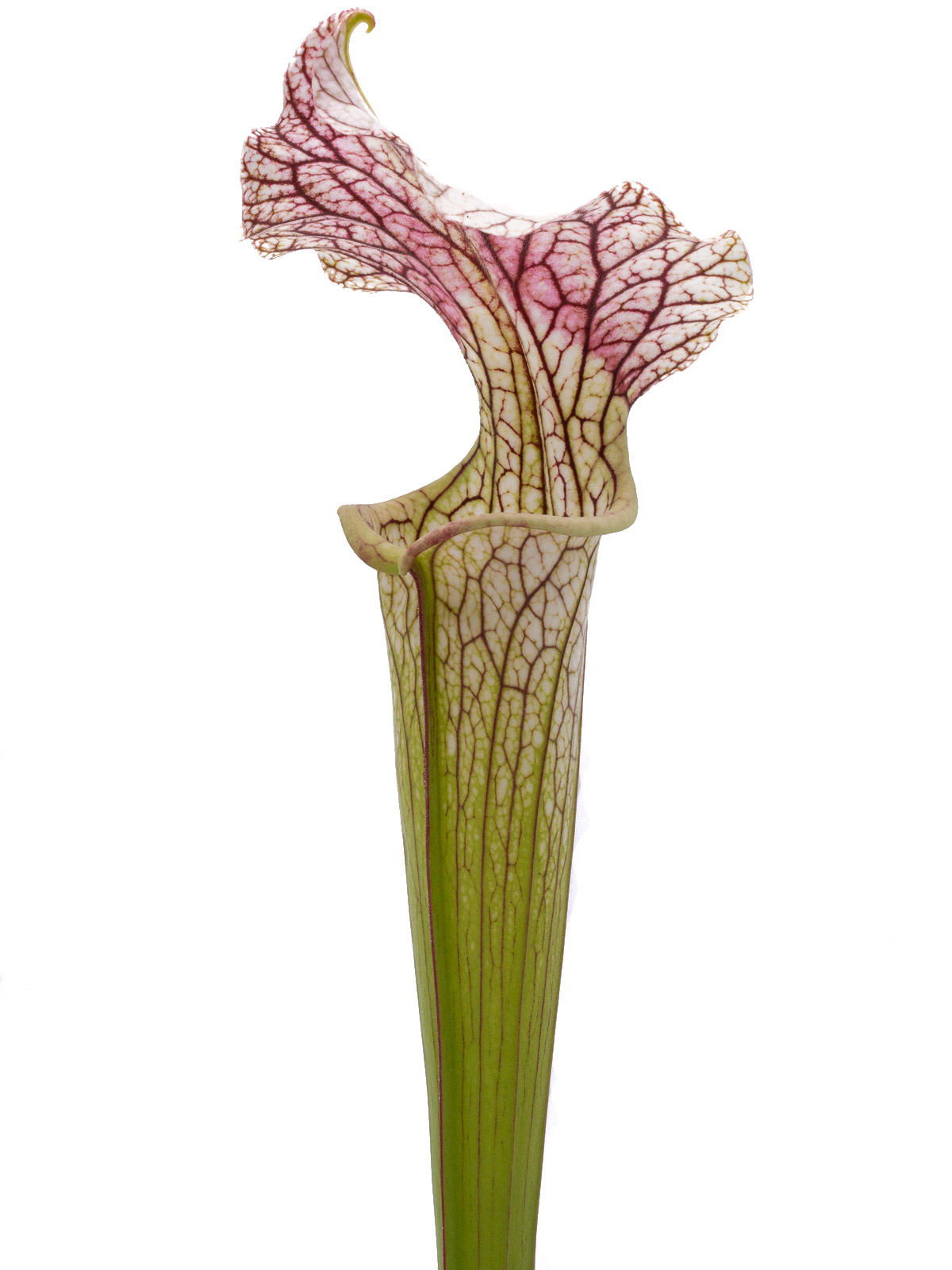 Sarracenia x areolata - Trinita