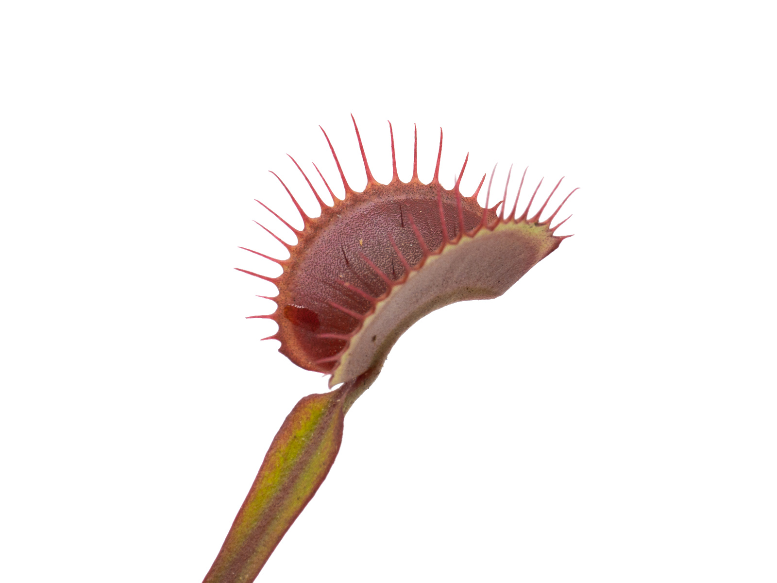 Dionaea muscipula - Akai Ryu