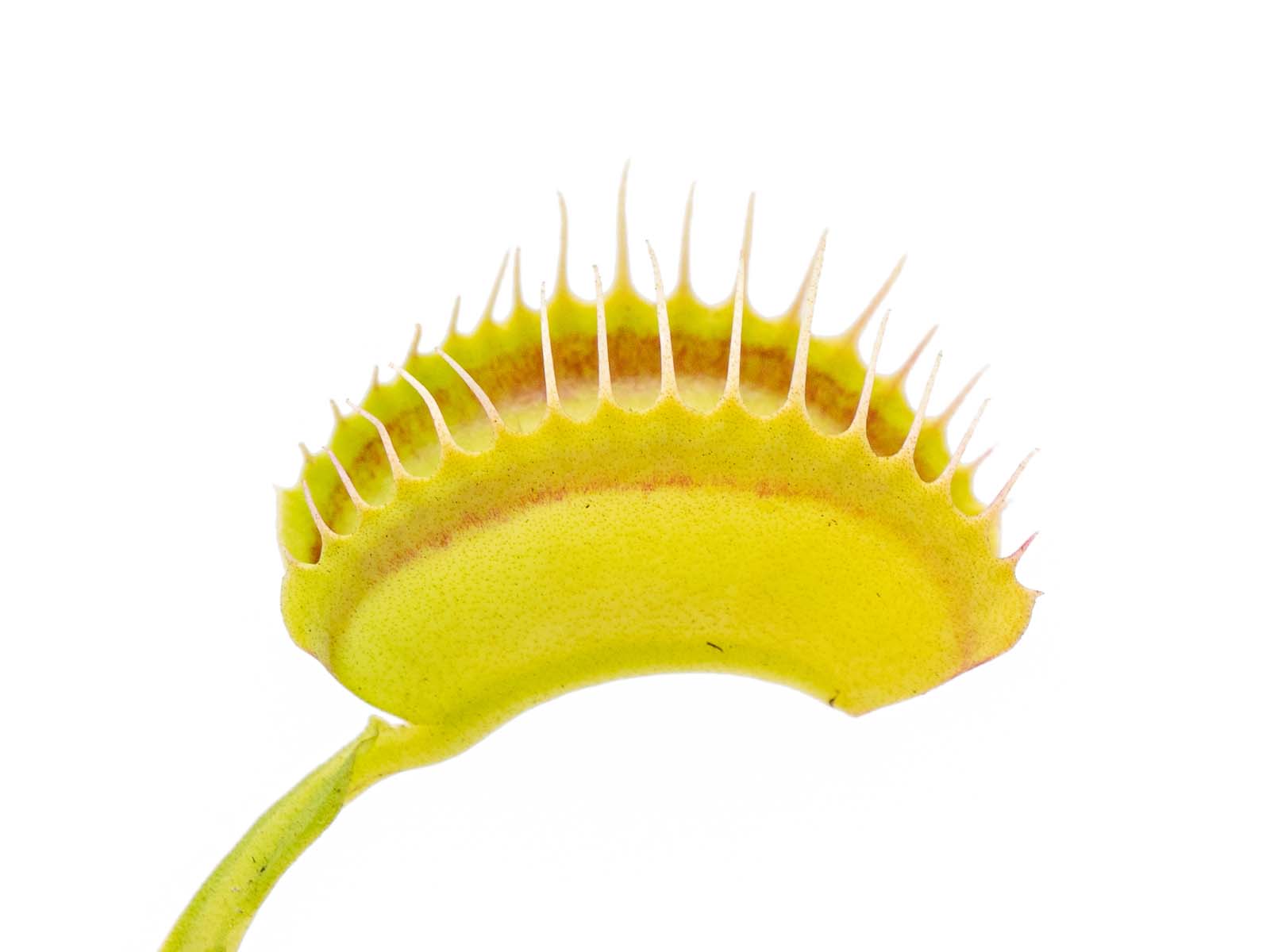 Dionaea muscipula - Yellow-Orange