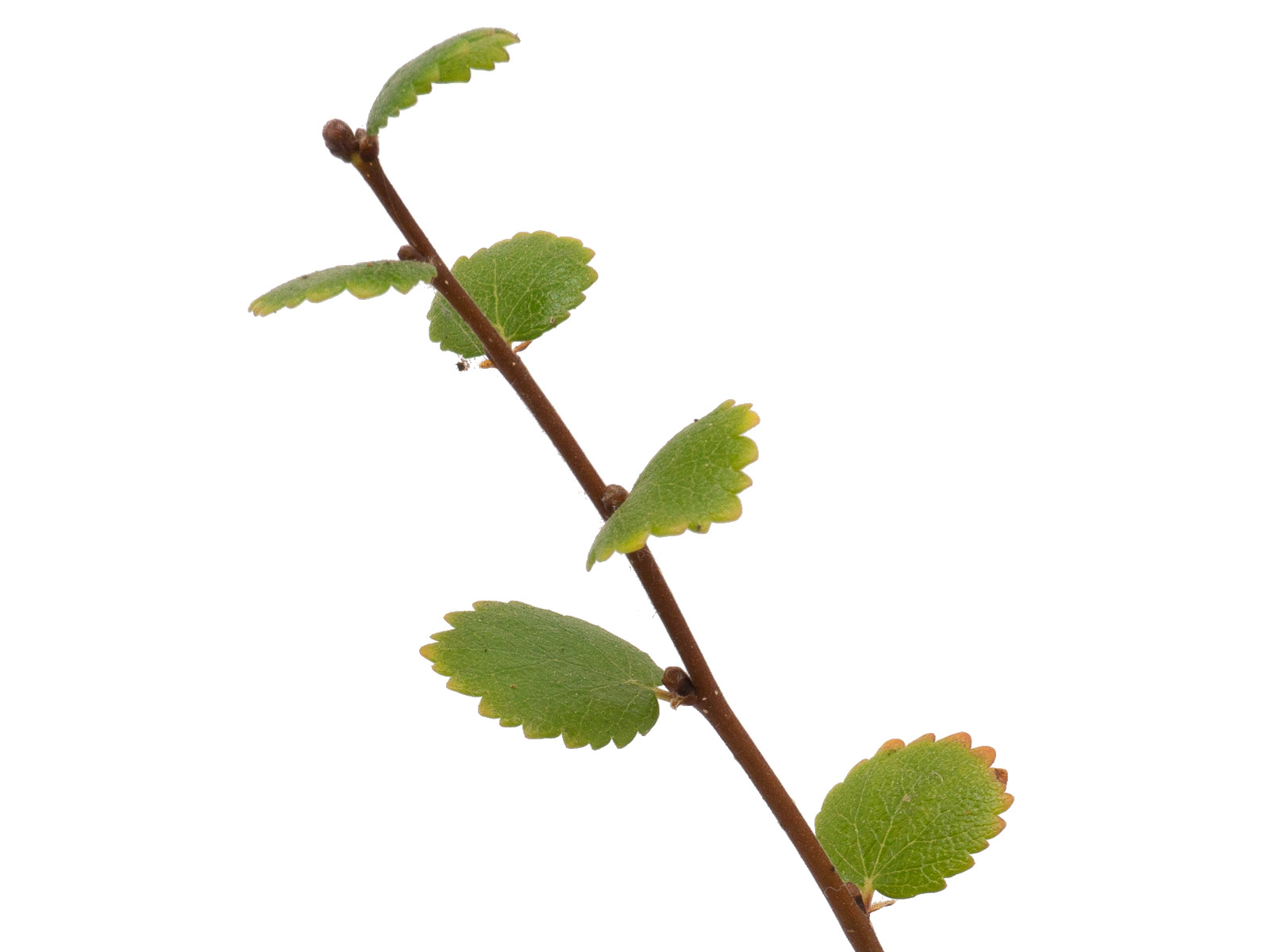 Betula nana (Zwergbirke)