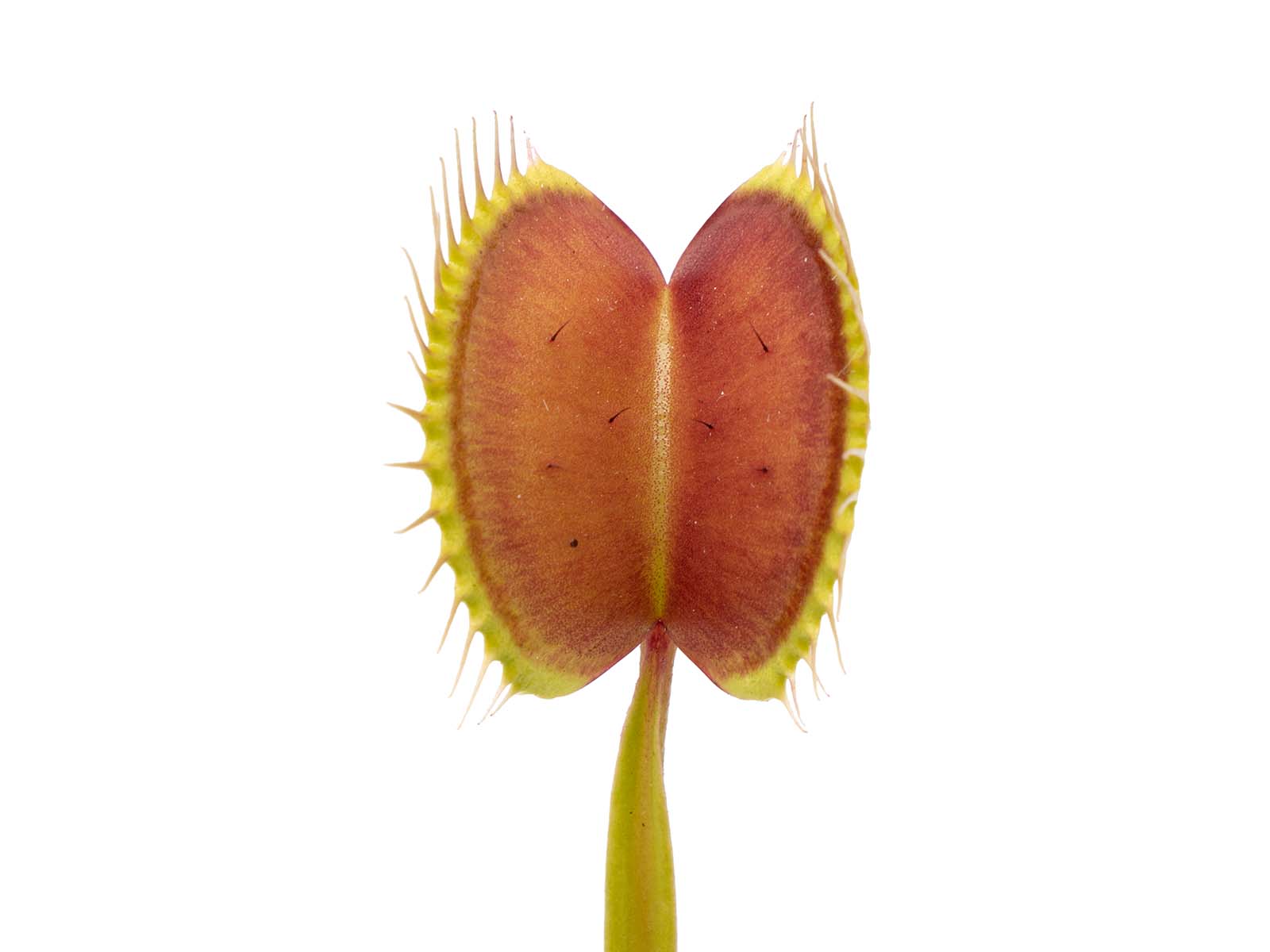 Dionaea muscipula - WIP Long Snapper