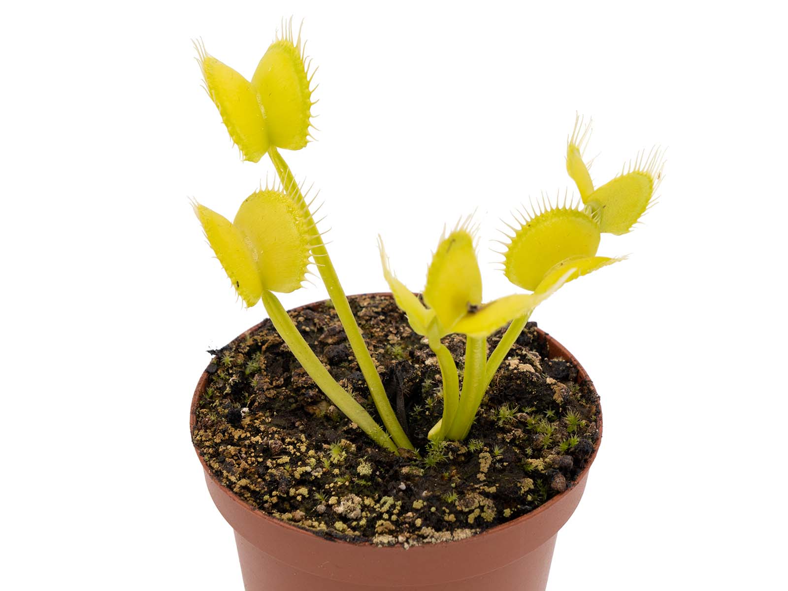 Dionaea muscipula - Green Vertical Form
