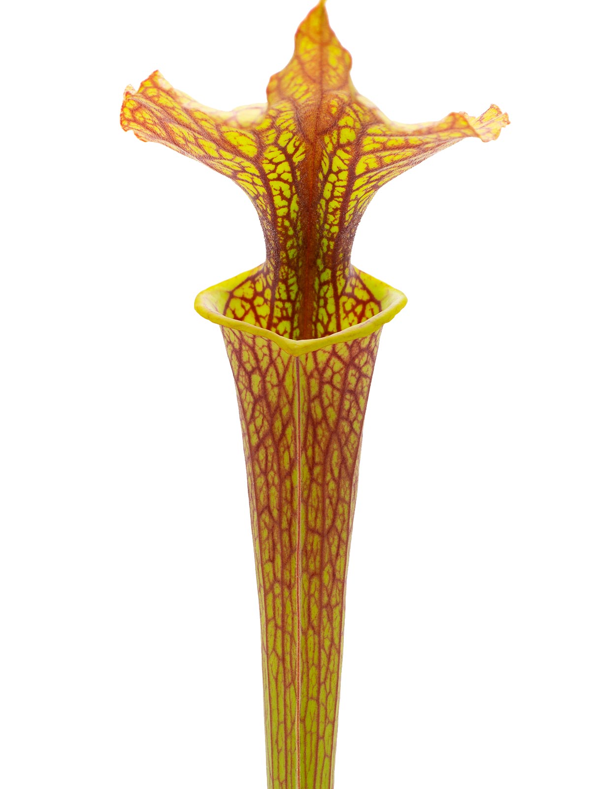 Sarracenia x moorei - ex Plantarara
