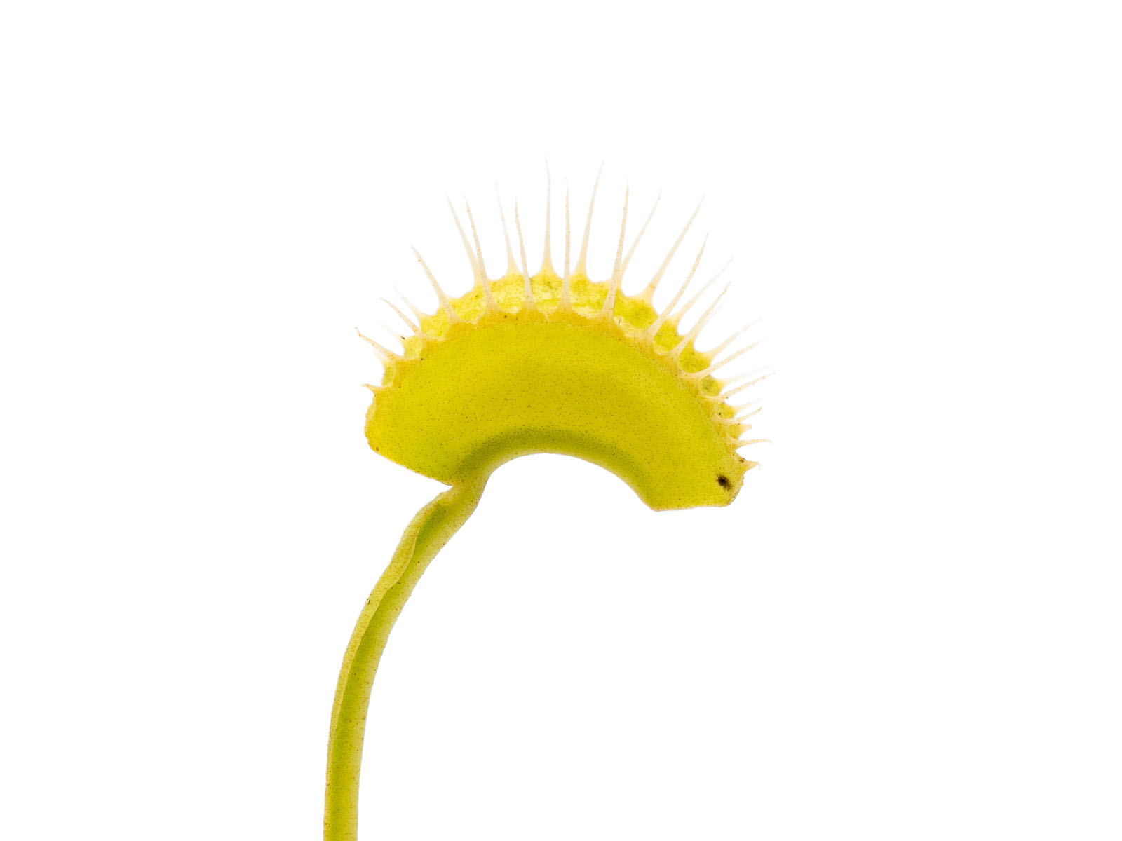 Dionaea muscipula - GJ Two Hairs