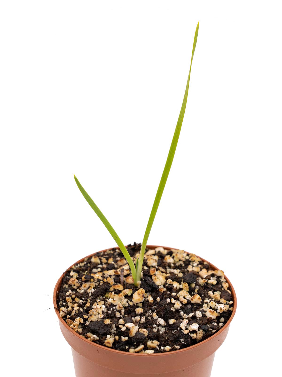 Narthecium ossifragum (Moorlilie)