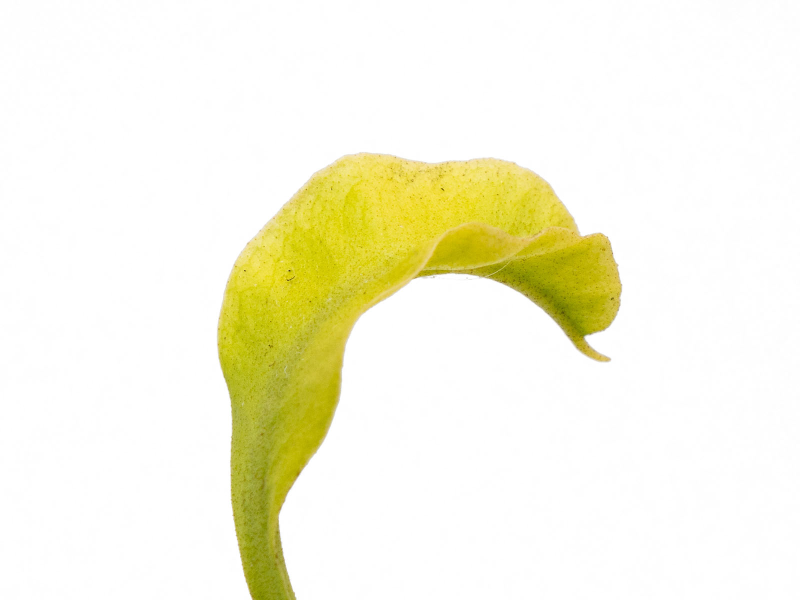 Dionaea muscipula - GJ Valerianella