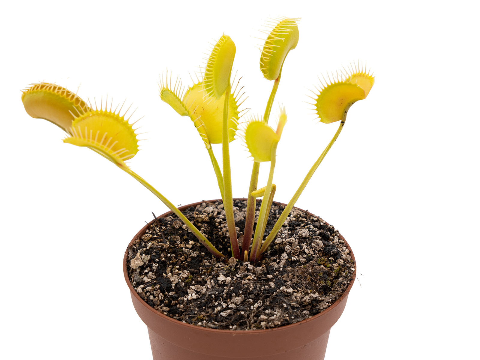 Dionaea muscipula - G6