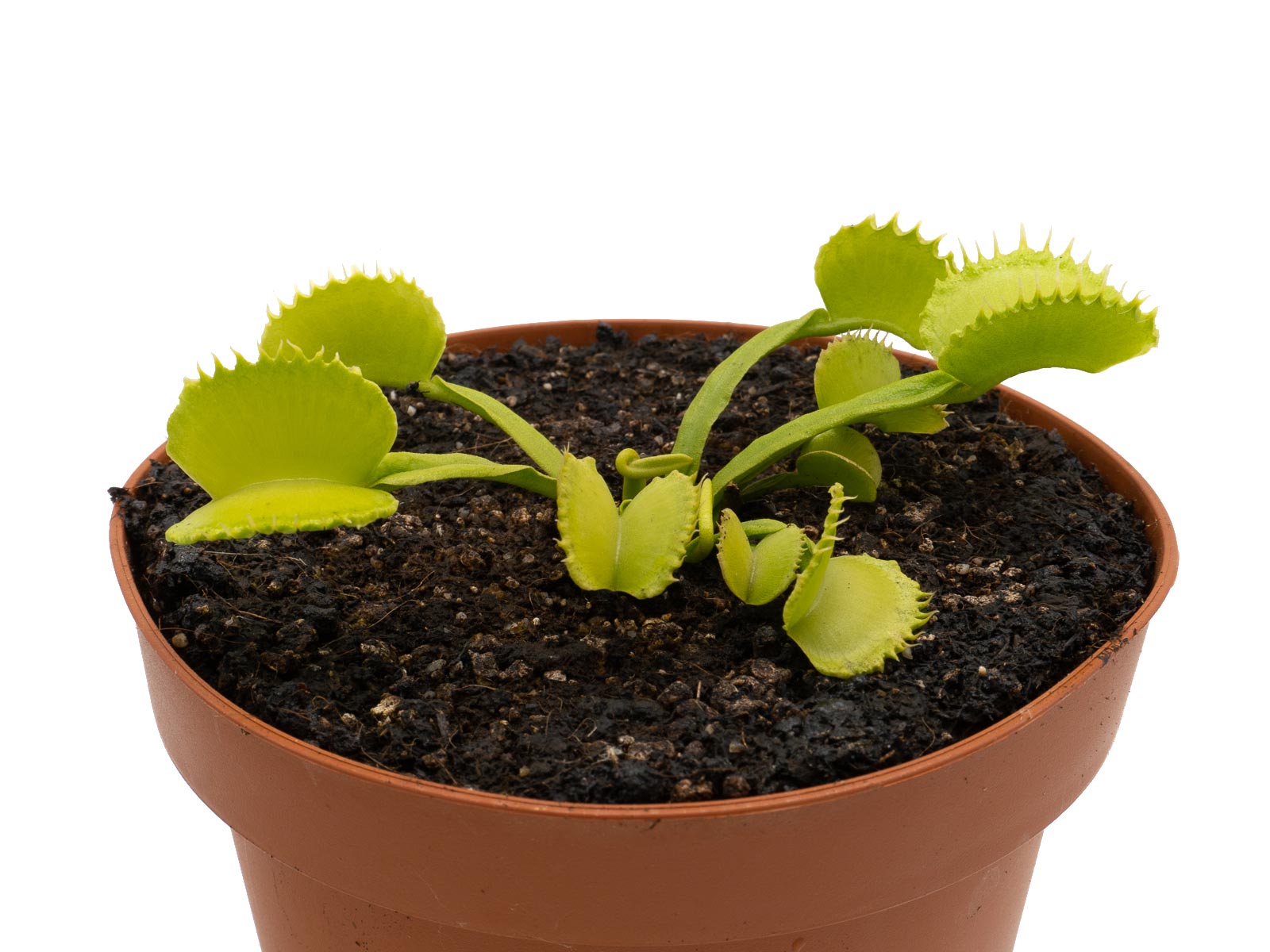 Dionaea muscipula - GJ Basmati