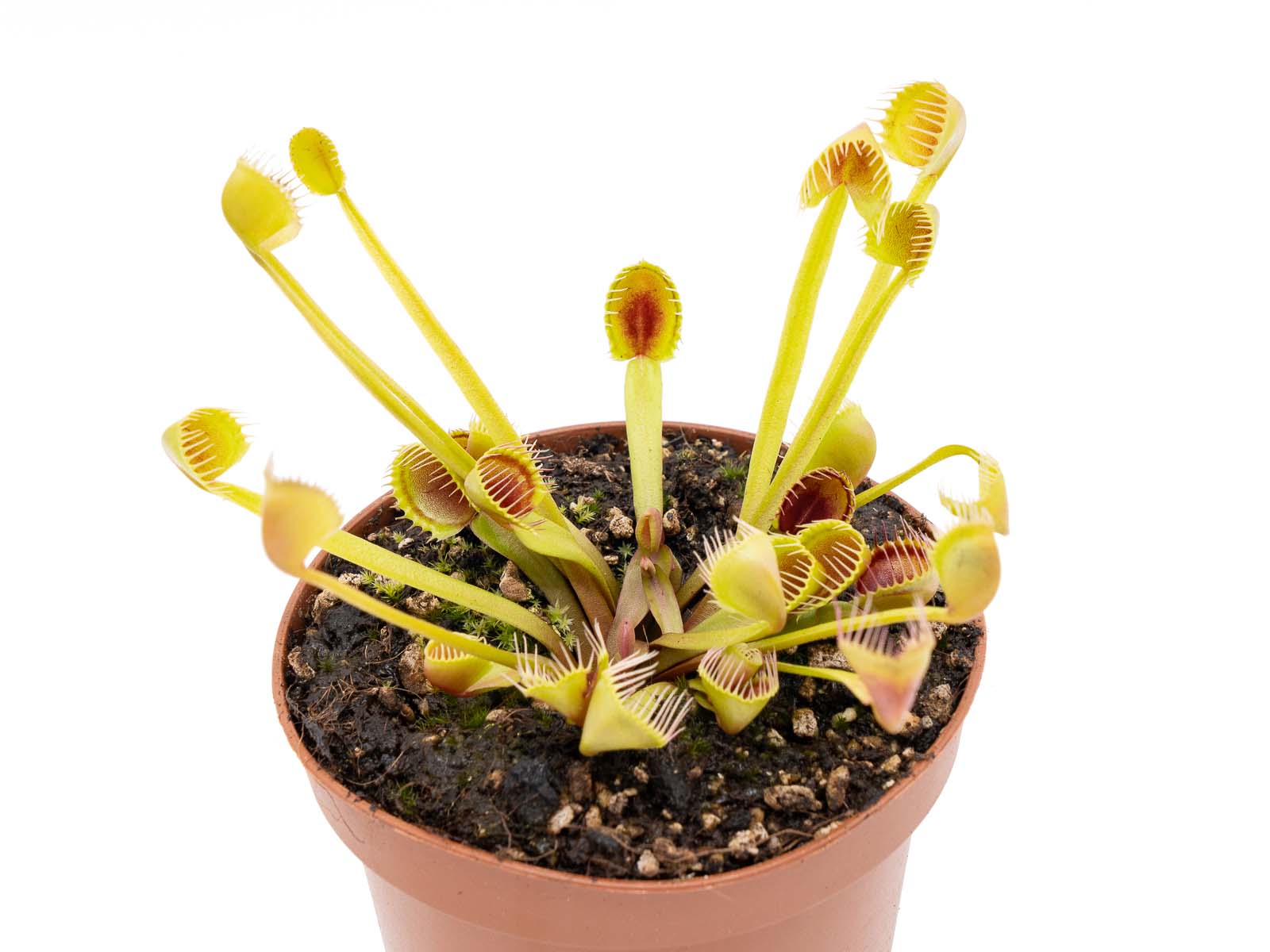 Dionaea muscipula - Erect Cup Trap