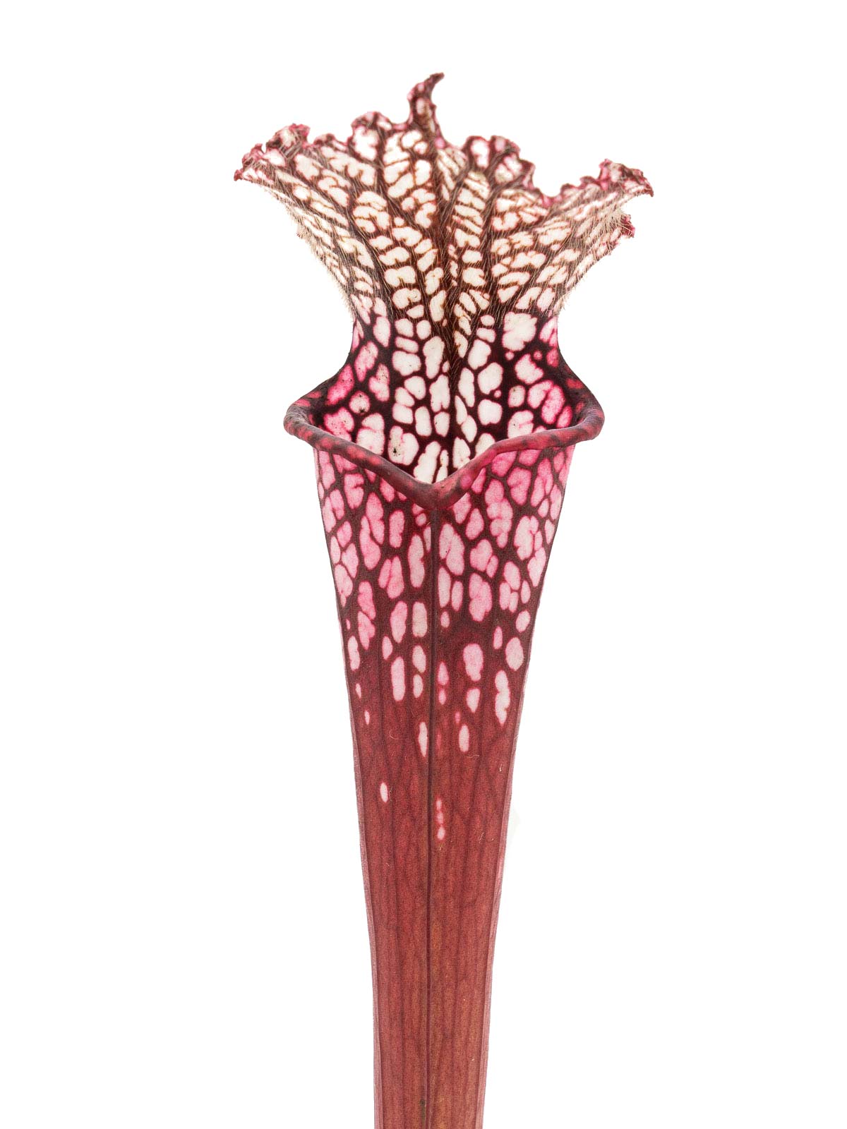 Sarracenia leucophylla - MK L49A, red & pink form, Perdido, Baldwin County, Alabama