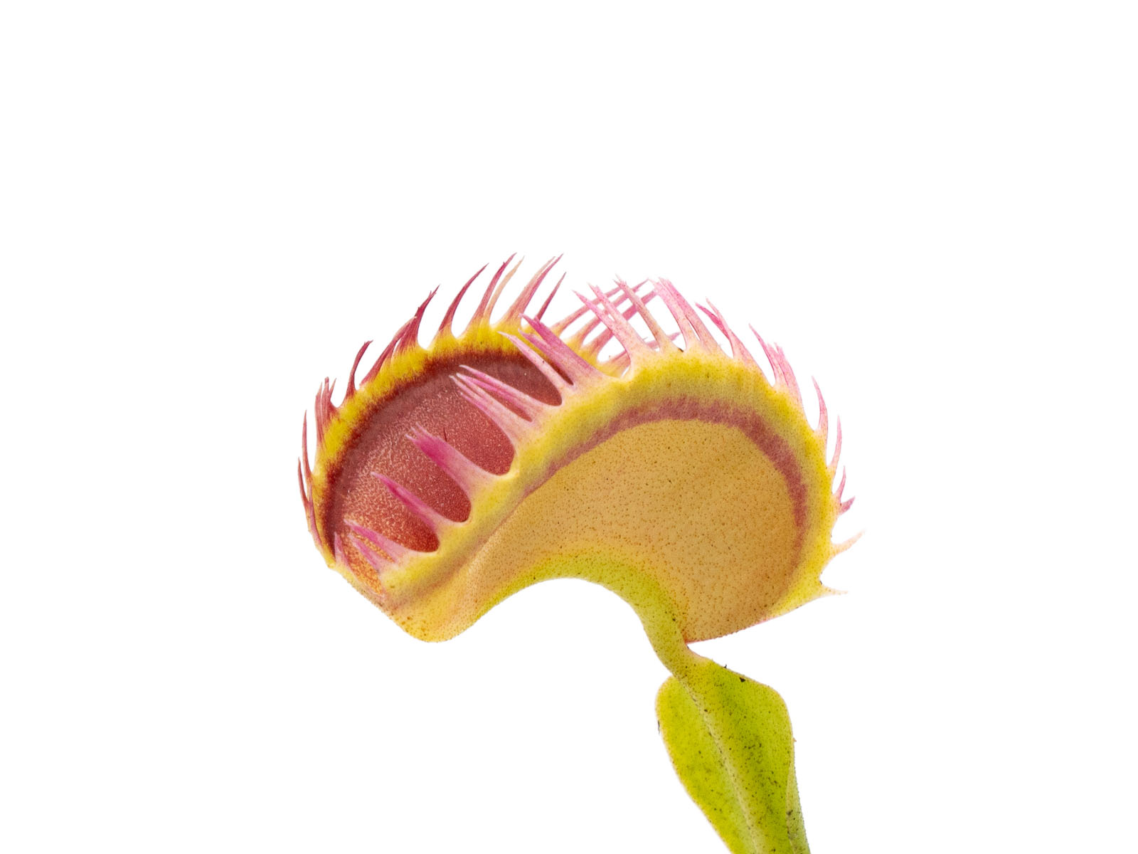 Dionaea muscipula - Louchapates