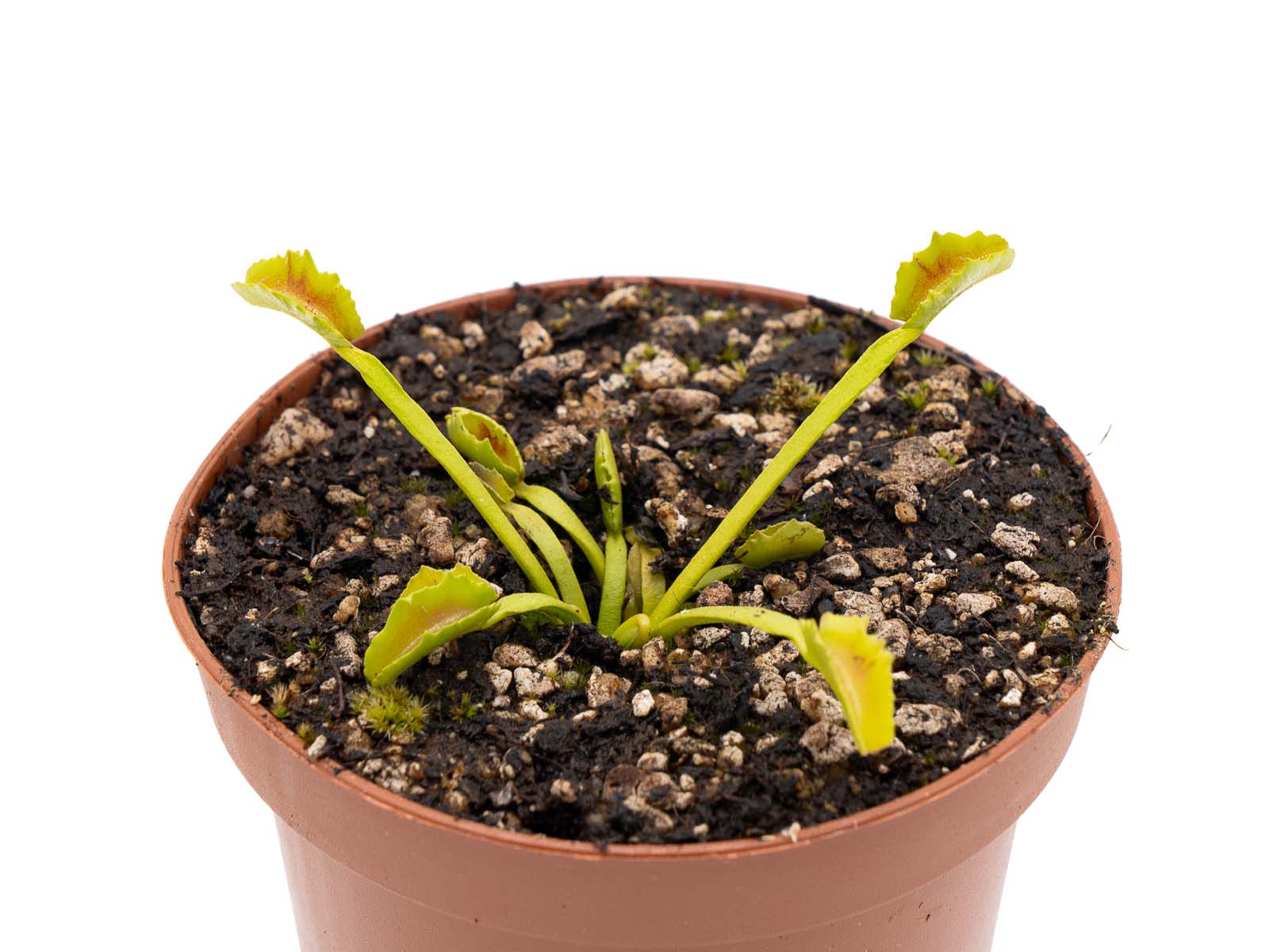 Dionaea muscipula - Wacky Traps