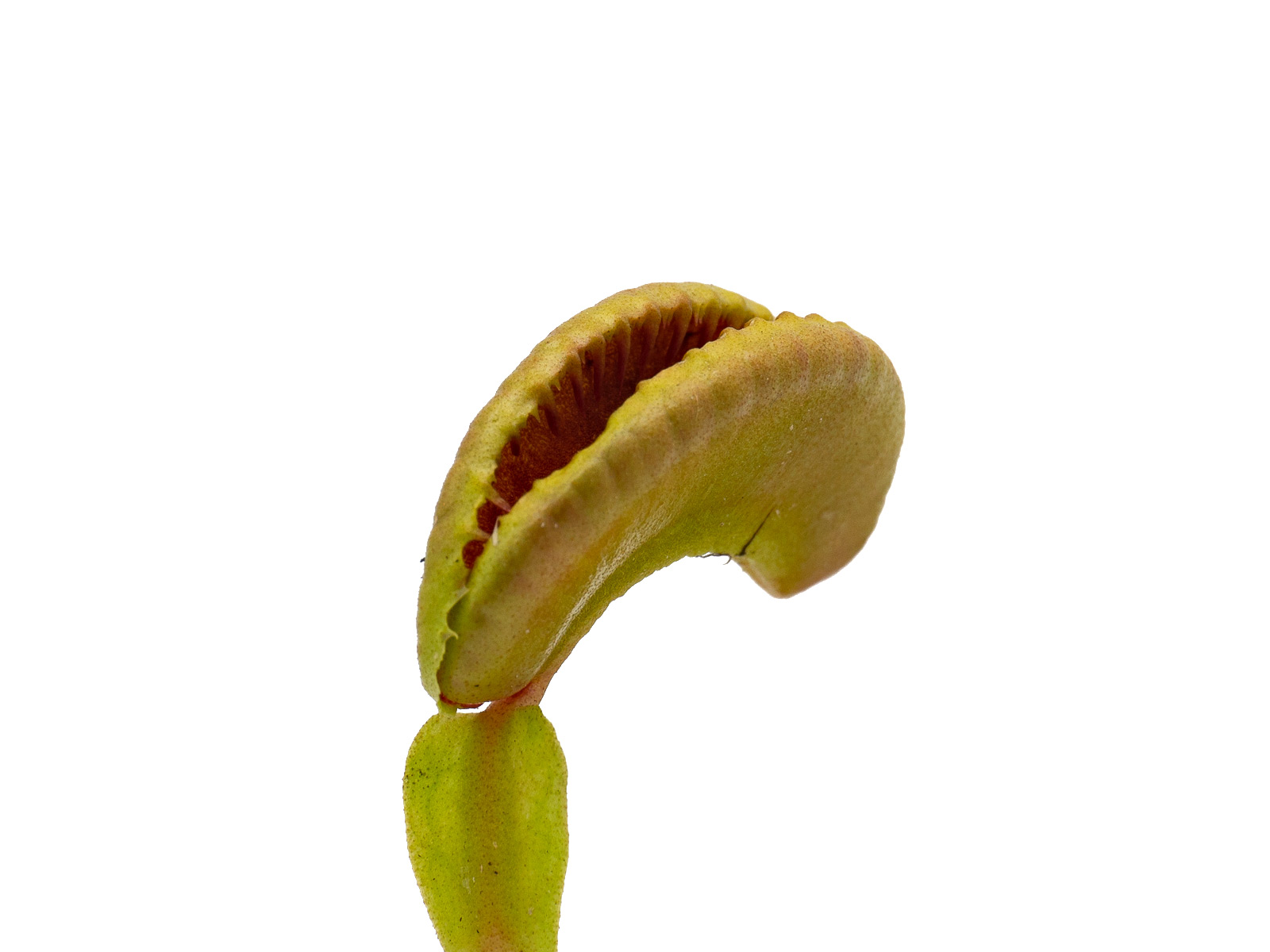 Dionaea muscipula - GJ Hellcat