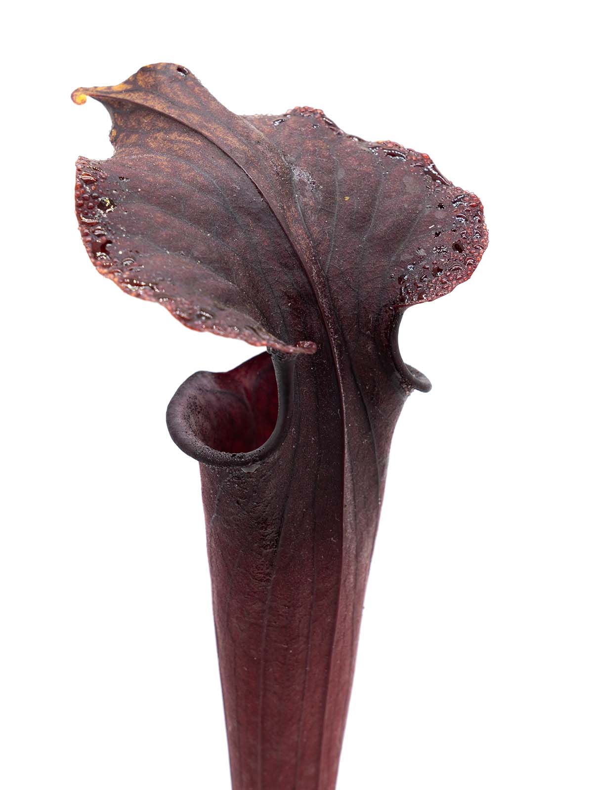 Sarracenia flava red tube x alata all red -  MK H26
